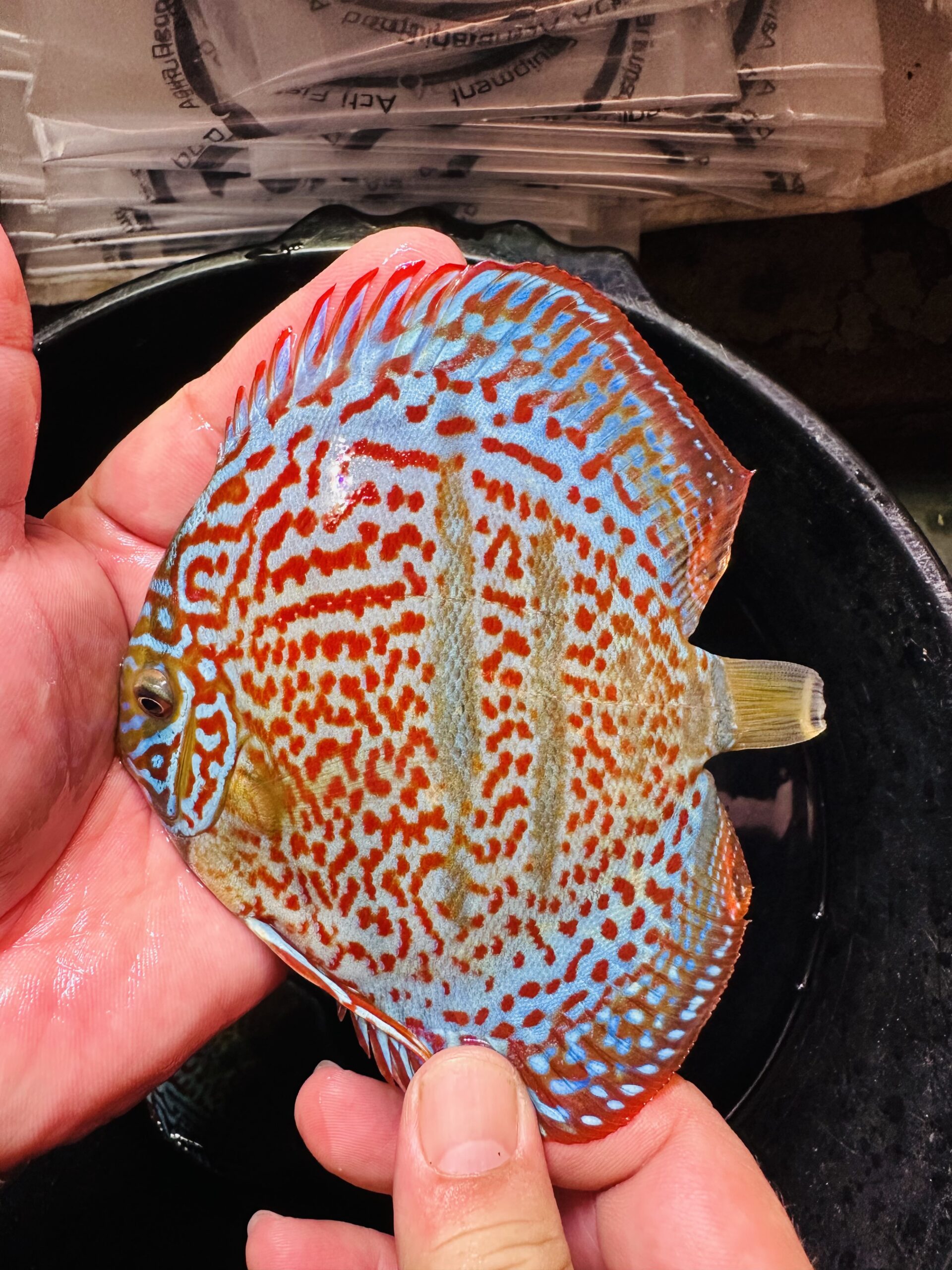 Heckel X Red 10/11cm BO - Image 4