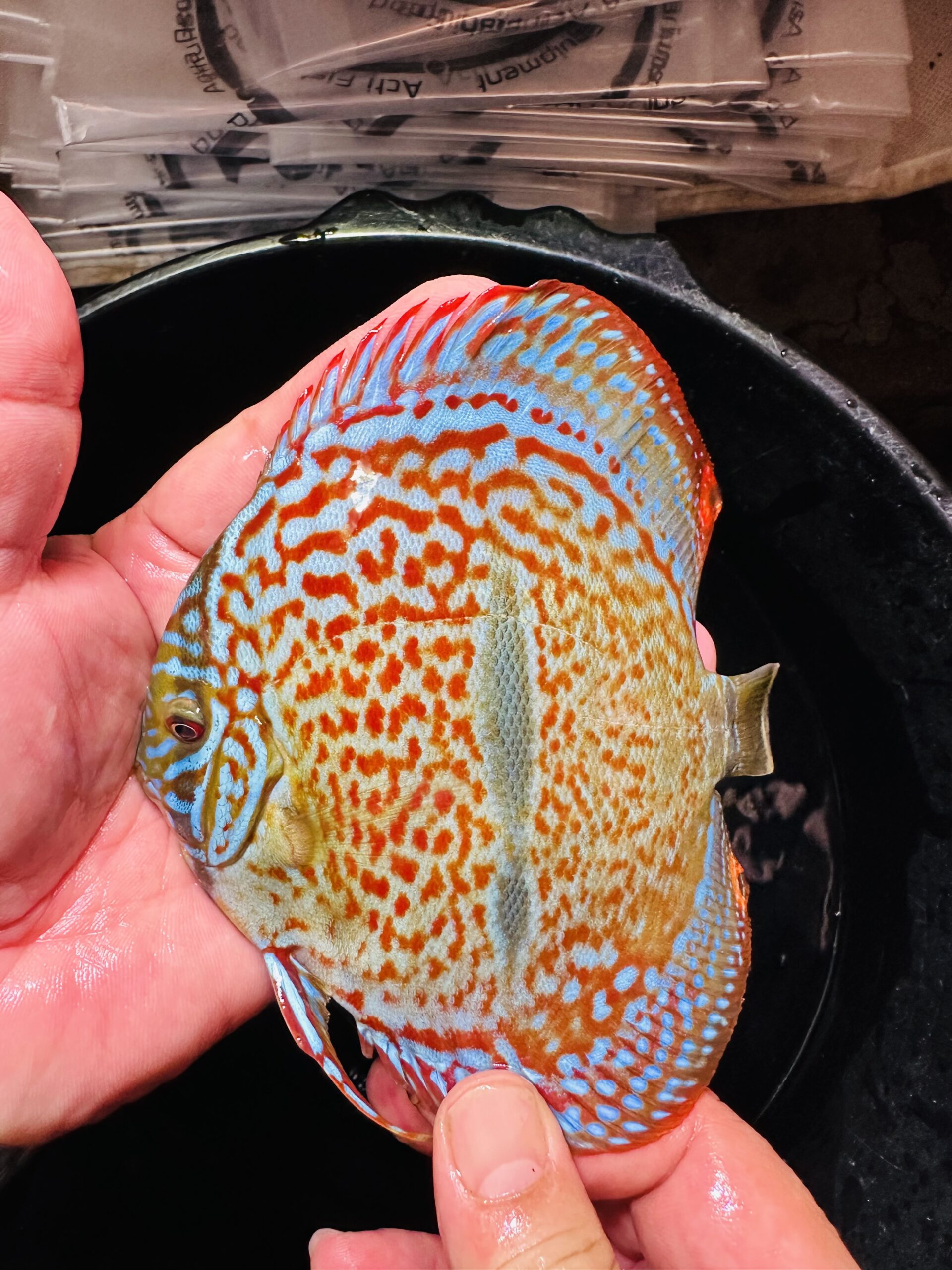 Heckel X Red 10/11cm BO - Image 6