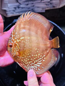 Wild X ICA 13/14cm BO