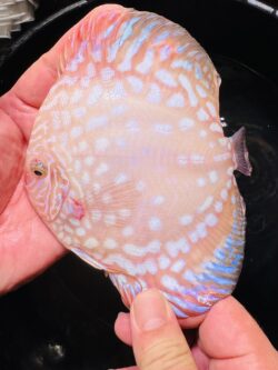 Platinum Checkerboard 13/14cm BO