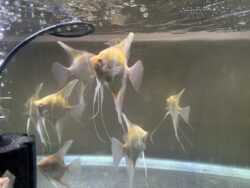 Albino Dandums Angels 6-8cm. 15/16 tall