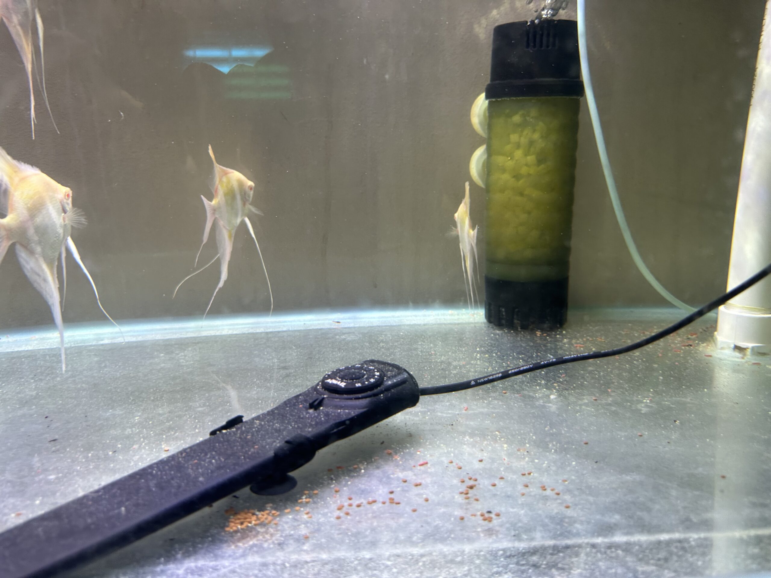 Albino Dandums Angels 6-8cm. 15/16 tall - Image 4