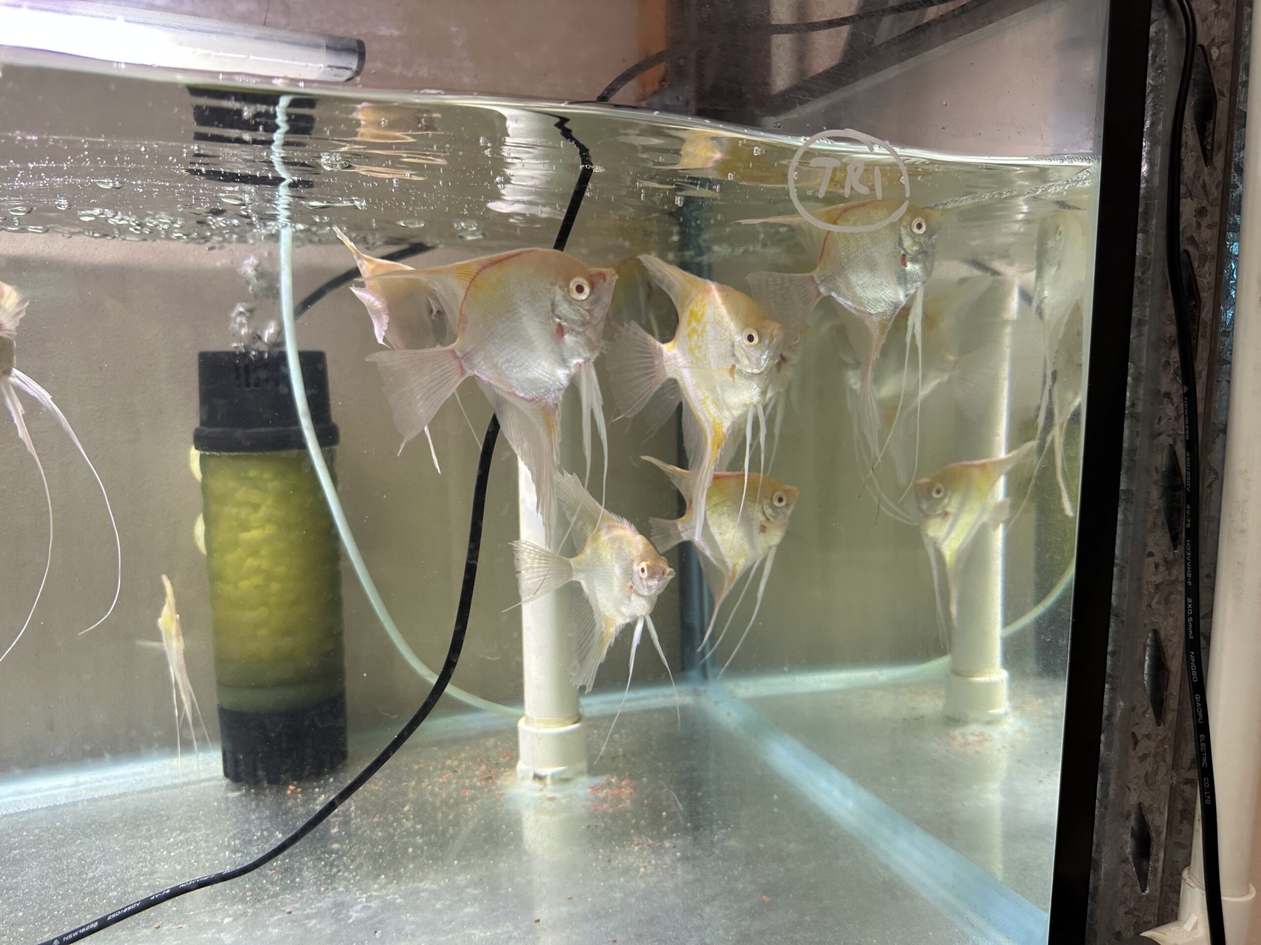 Albino Dandums Angels 6-8cm. 15/16 tall - Image 6