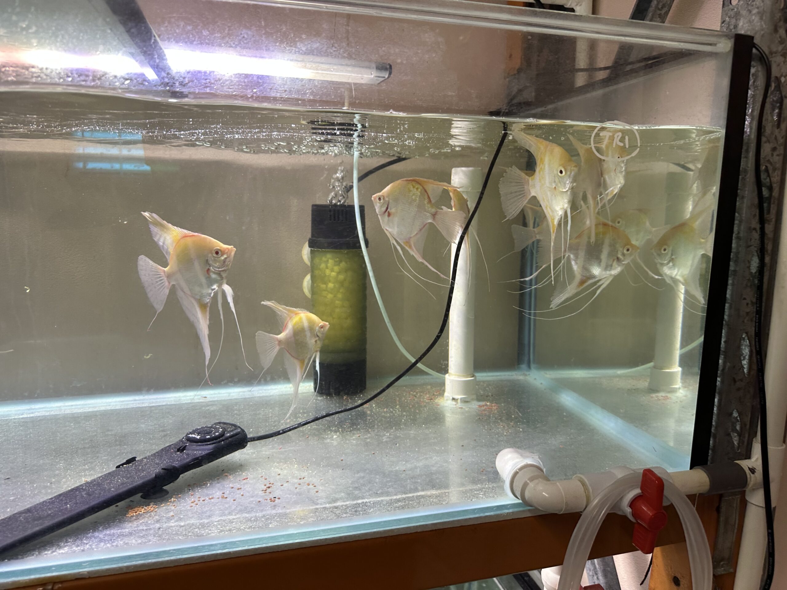 Albino Dandums Angels 6-8cm. 15/16 tall - Image 7