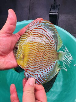 Red Spotted Green Crossed 12/13cm BO