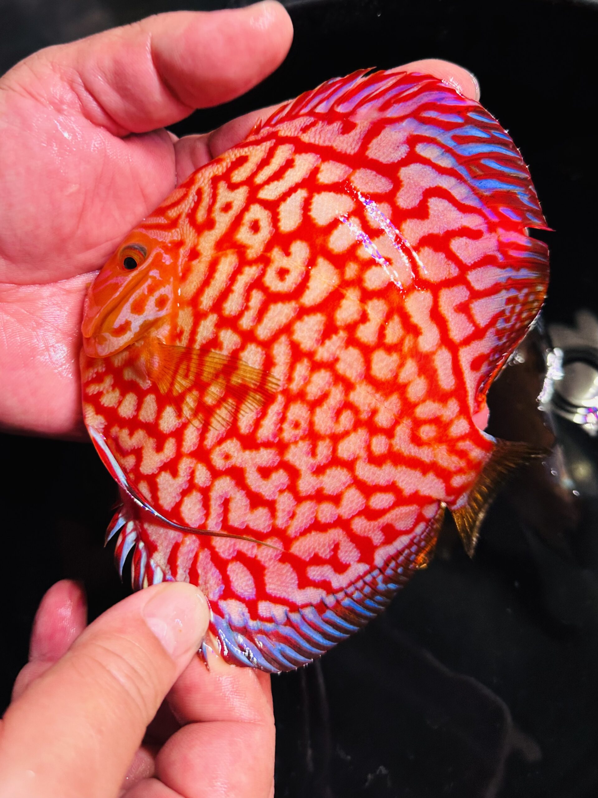 Red Jaguar 11/12cm BO - Image 4