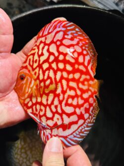 Red Jaguar 11/12cm BO