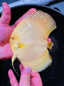 Albino Golden LSS 11/12cm BO