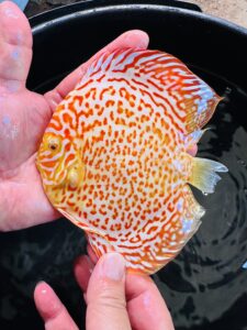 Albino Ring Leopard 11/12cm BO