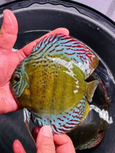 Red Spotted Green 12/13cm BO