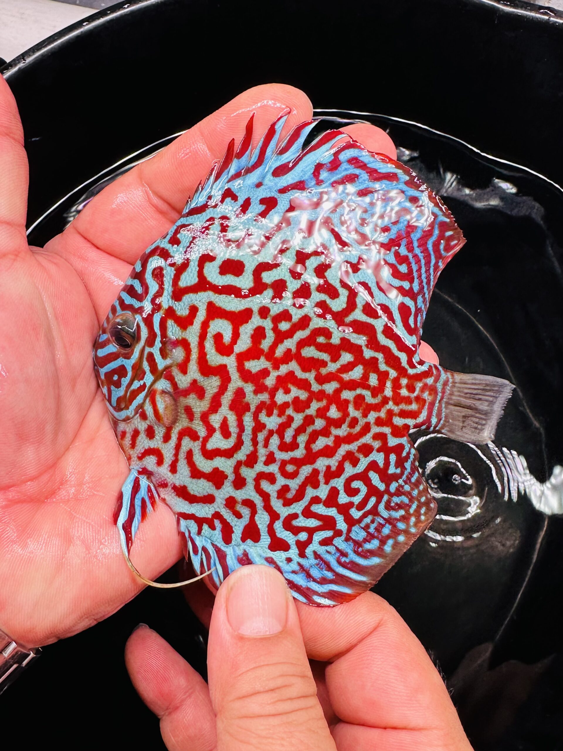 Mosaic Leopard 8/9cm BO