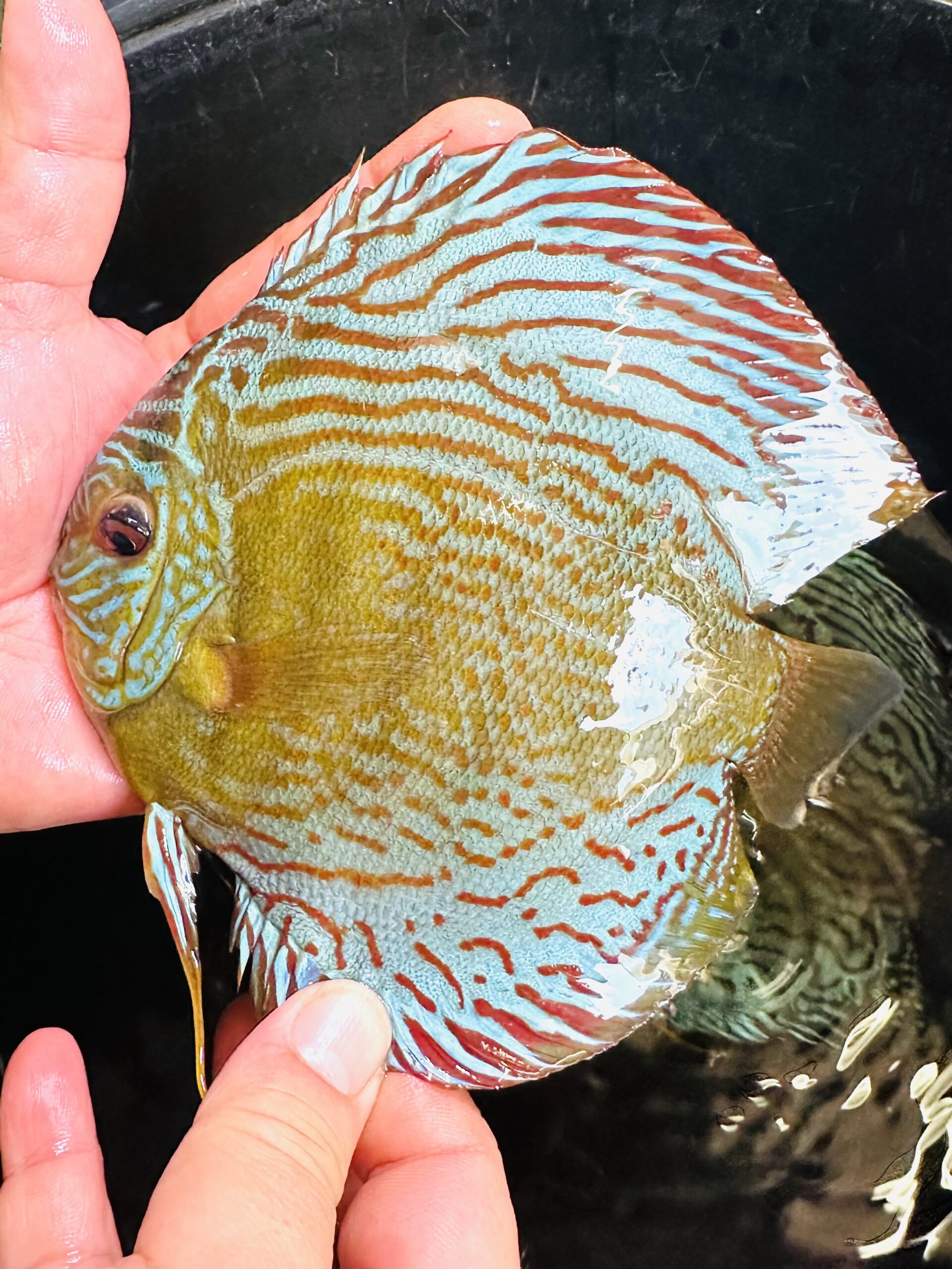 Green Turquoise 13/14cm BO - Image 5