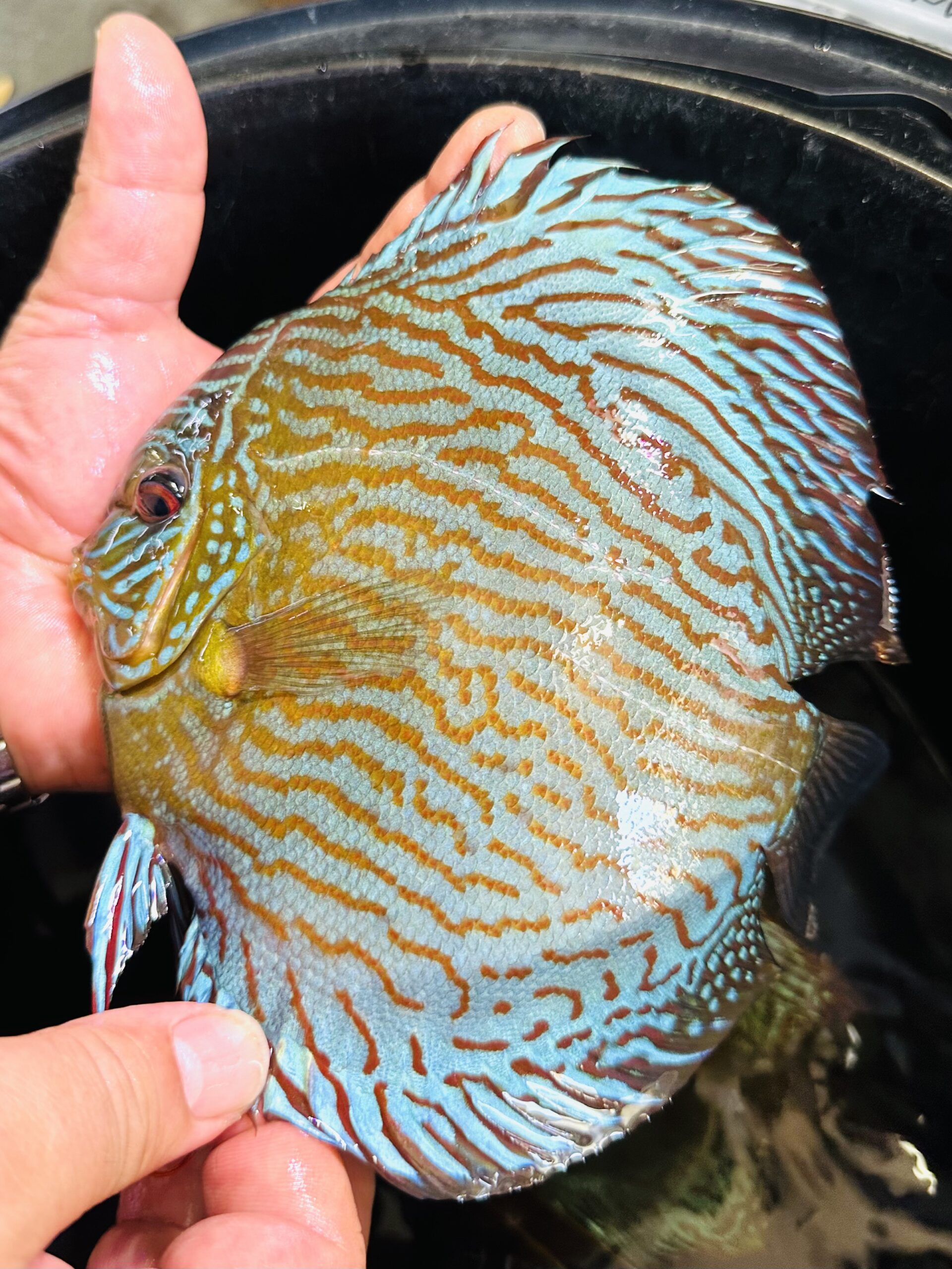 Green Turquoise 13/14cm BO - Image 4