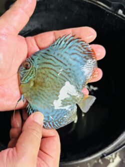 Green Turquoise 8/9cm BO