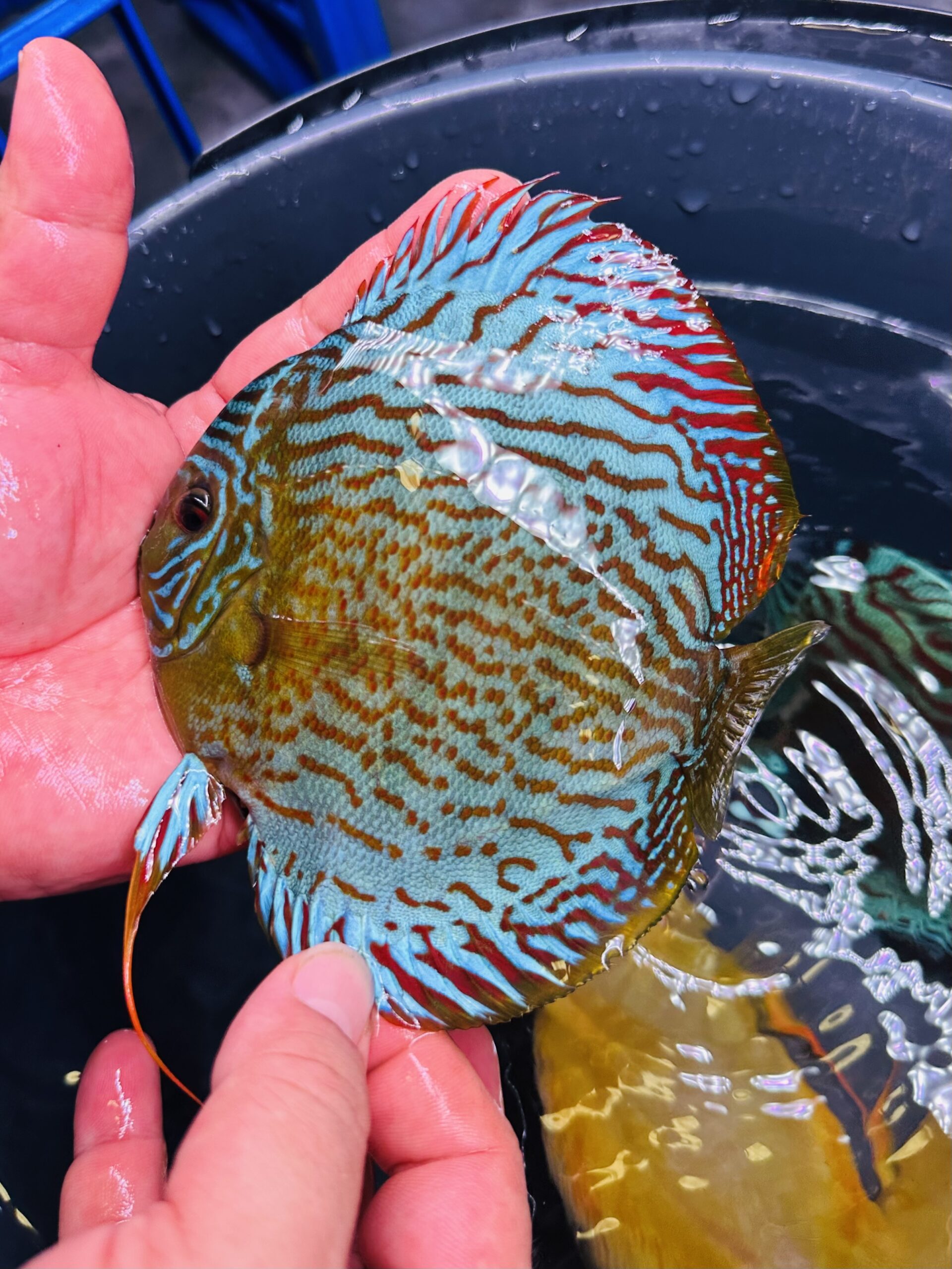 Green Turquoise 13/14cm BO - Image 3