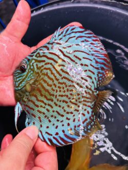 Green Turquoise 13/14cm BO