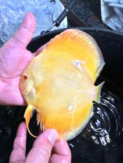 Albino Yellow 11/12cm BO