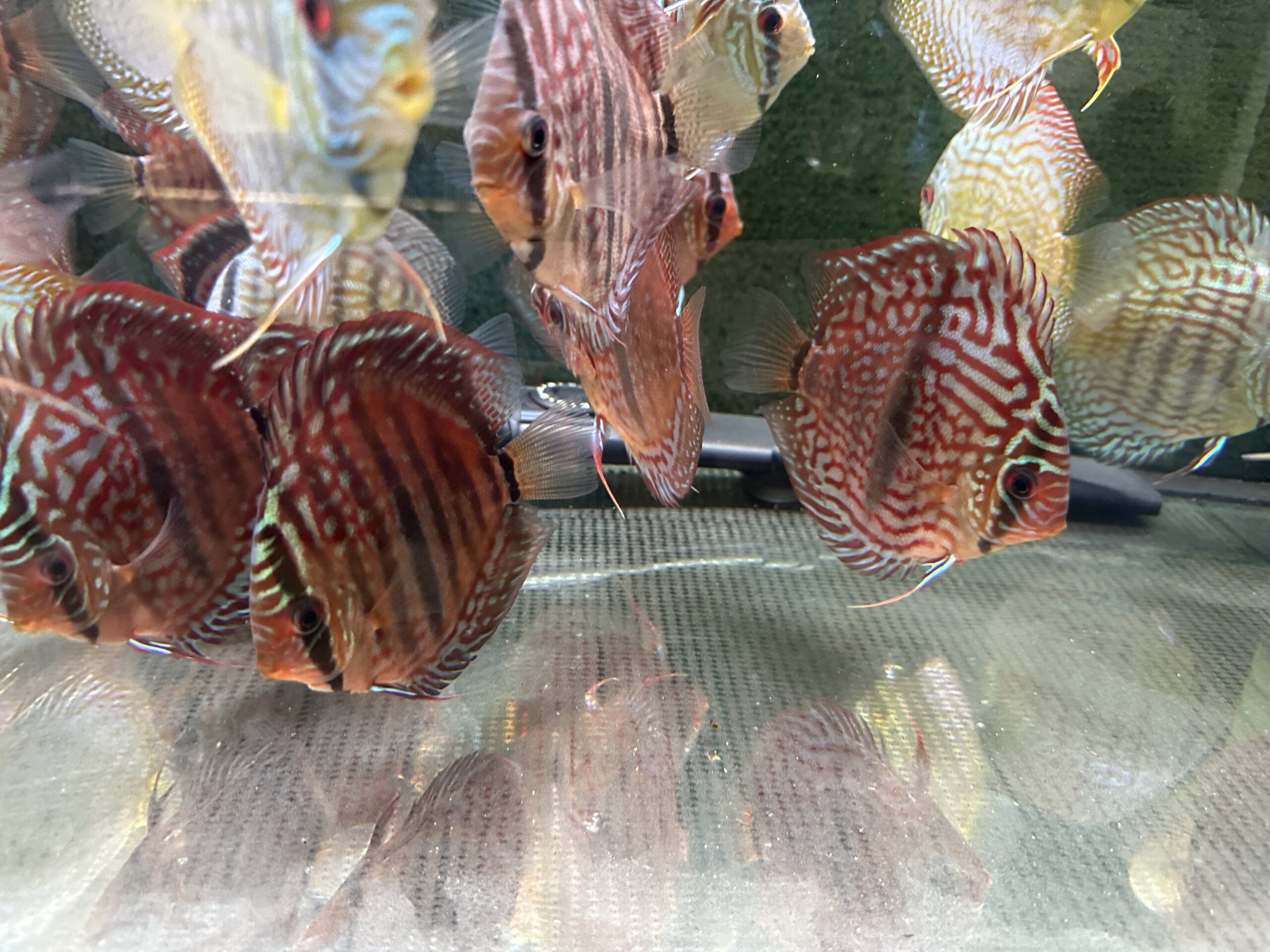 Heckel X 8/9cm BO - Image 7