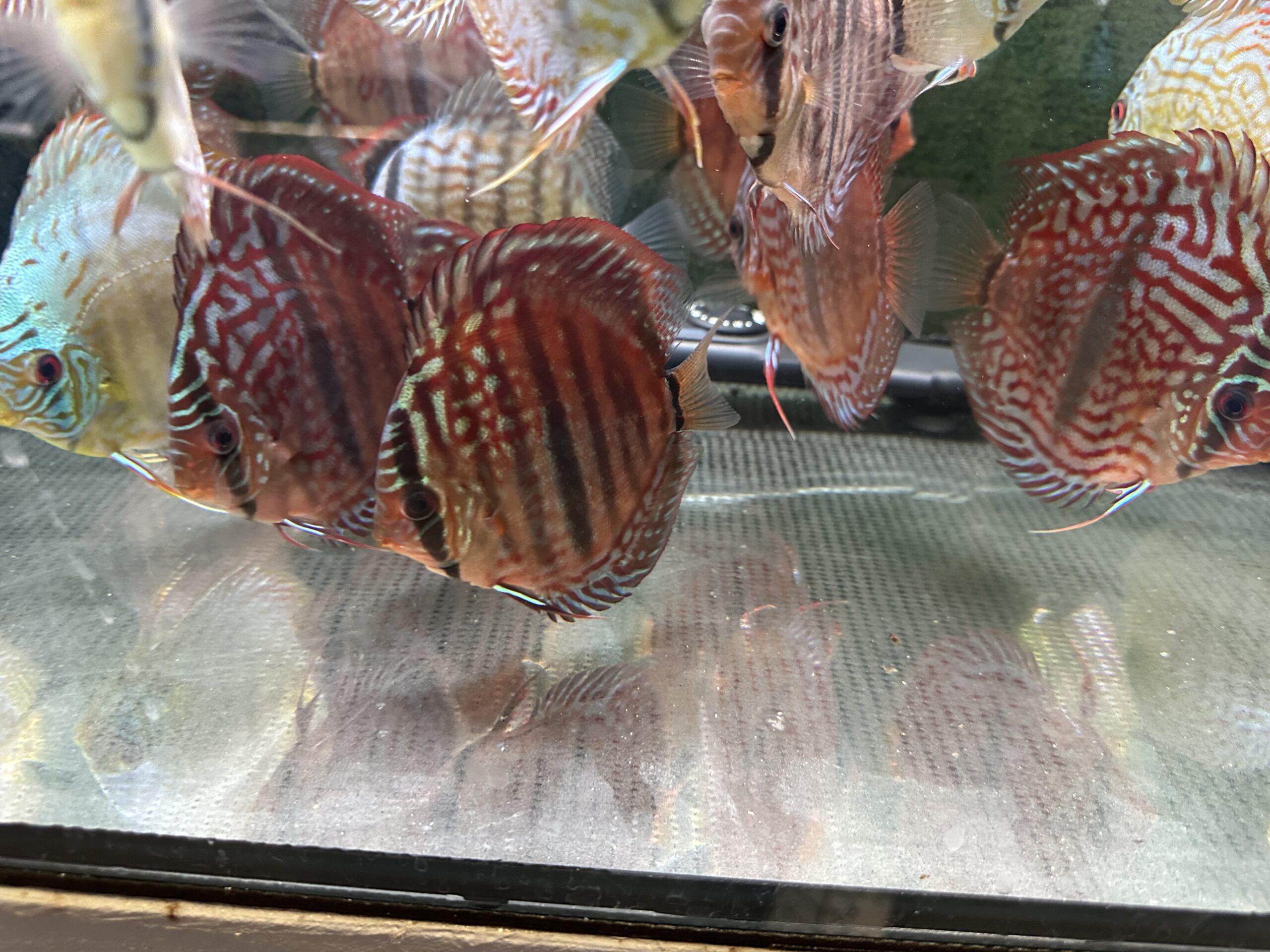 Heckel X 8/9cm BO - Image 4