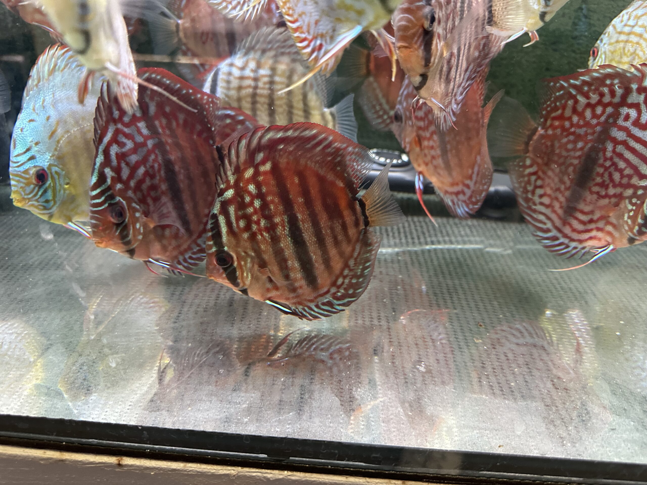 Heckel X 8/9cm BO - Image 3