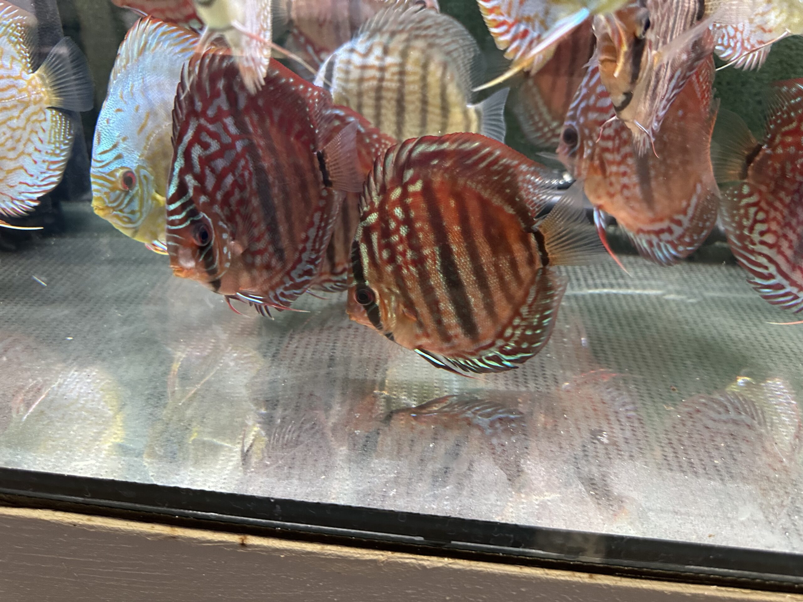 Heckel X 8/9cm BO - Image 6