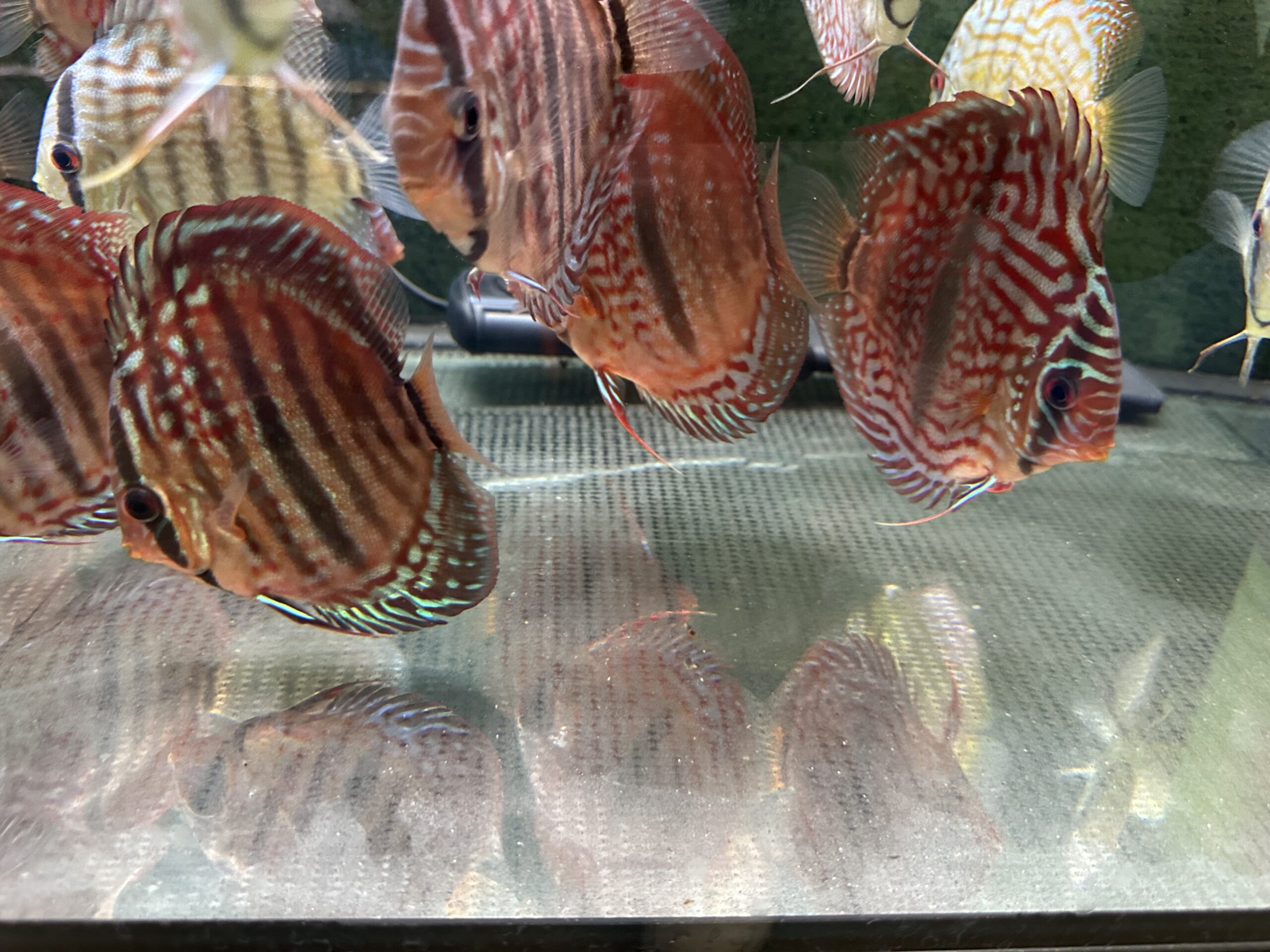 Heckel X 8/9cm BO - Image 5