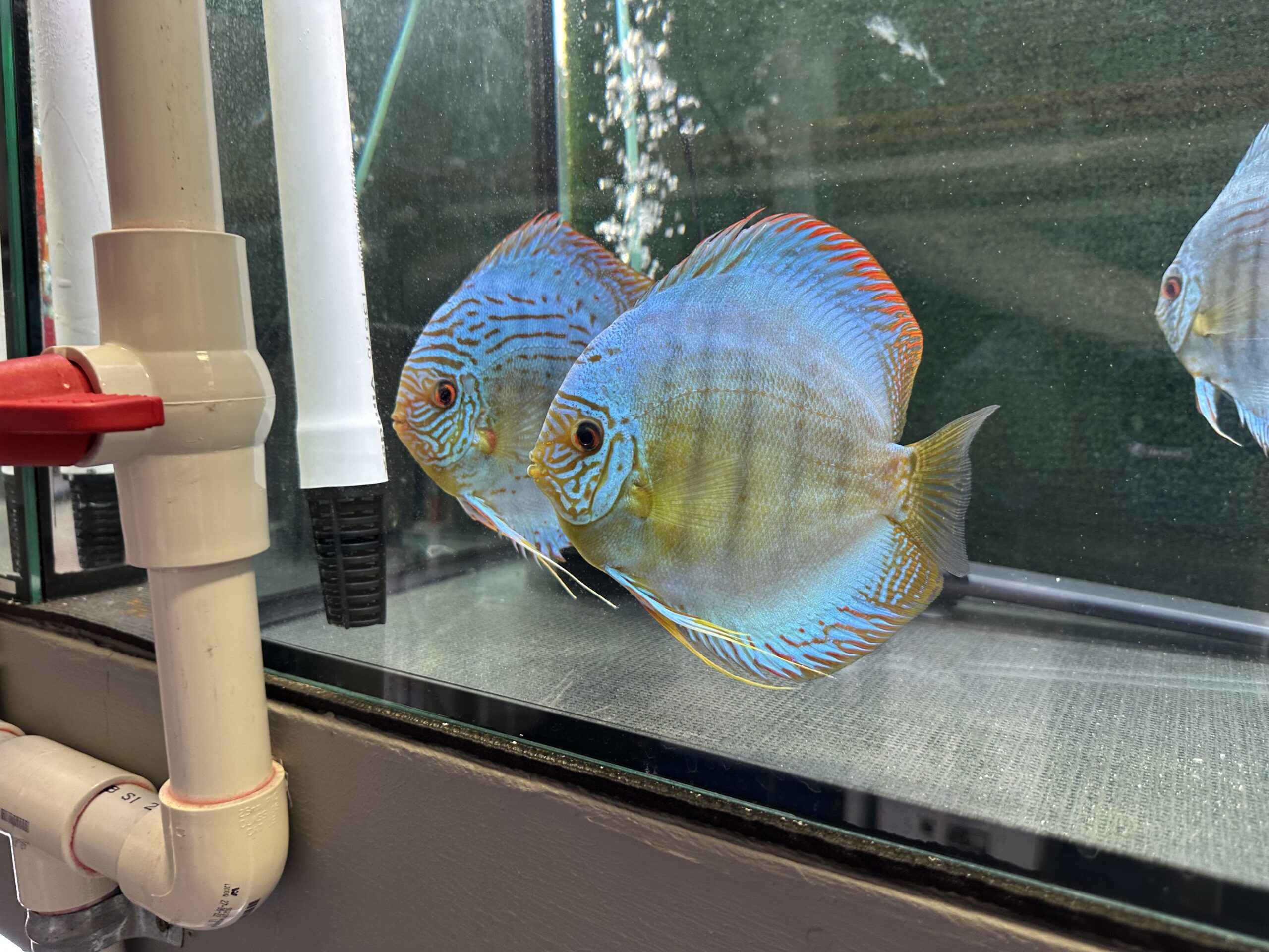 Brilliant Green Turquoise 13/14cm BO - Image 3