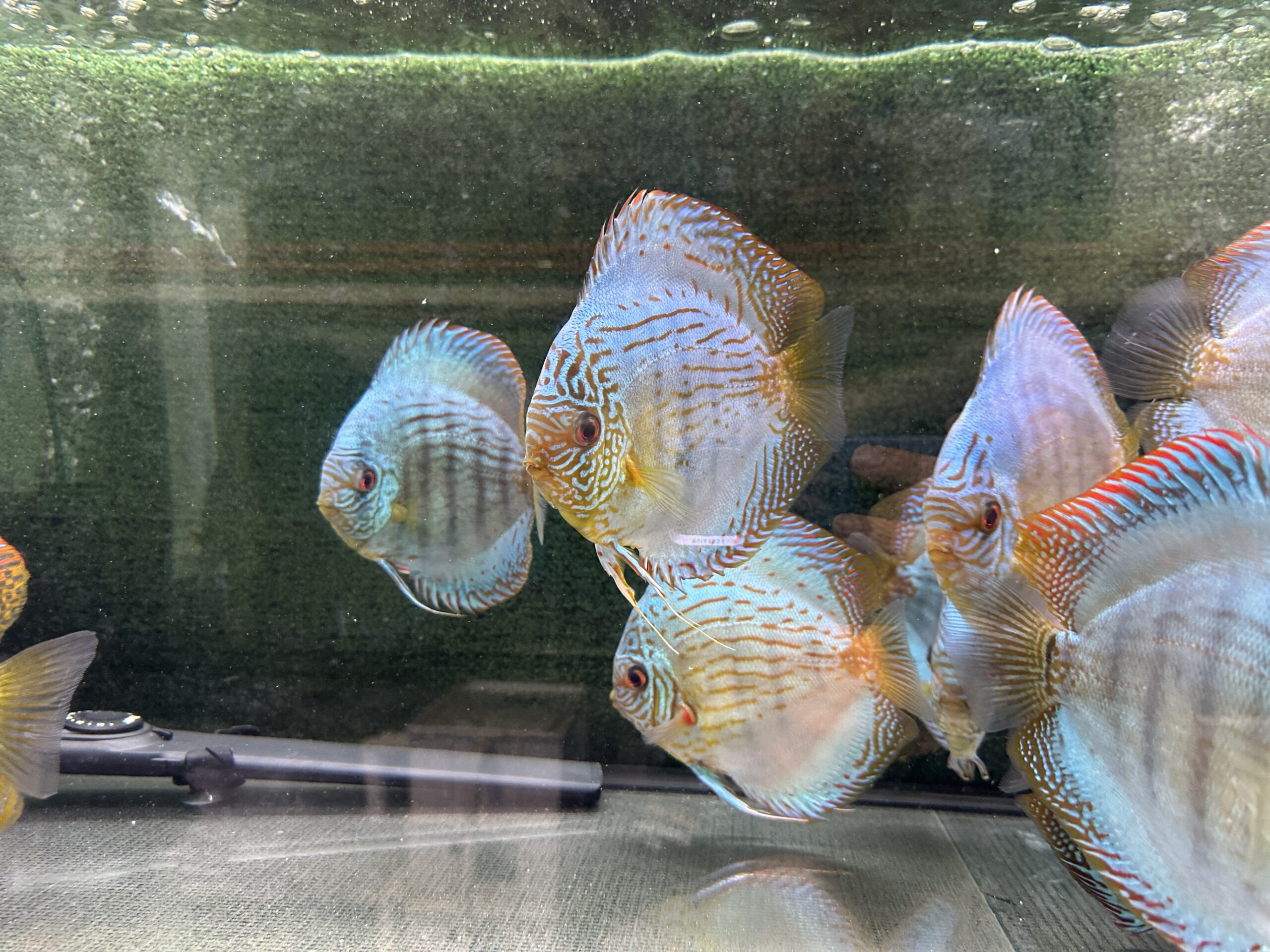 Brilliant Green Turquoise 13/14cm BO - Image 5