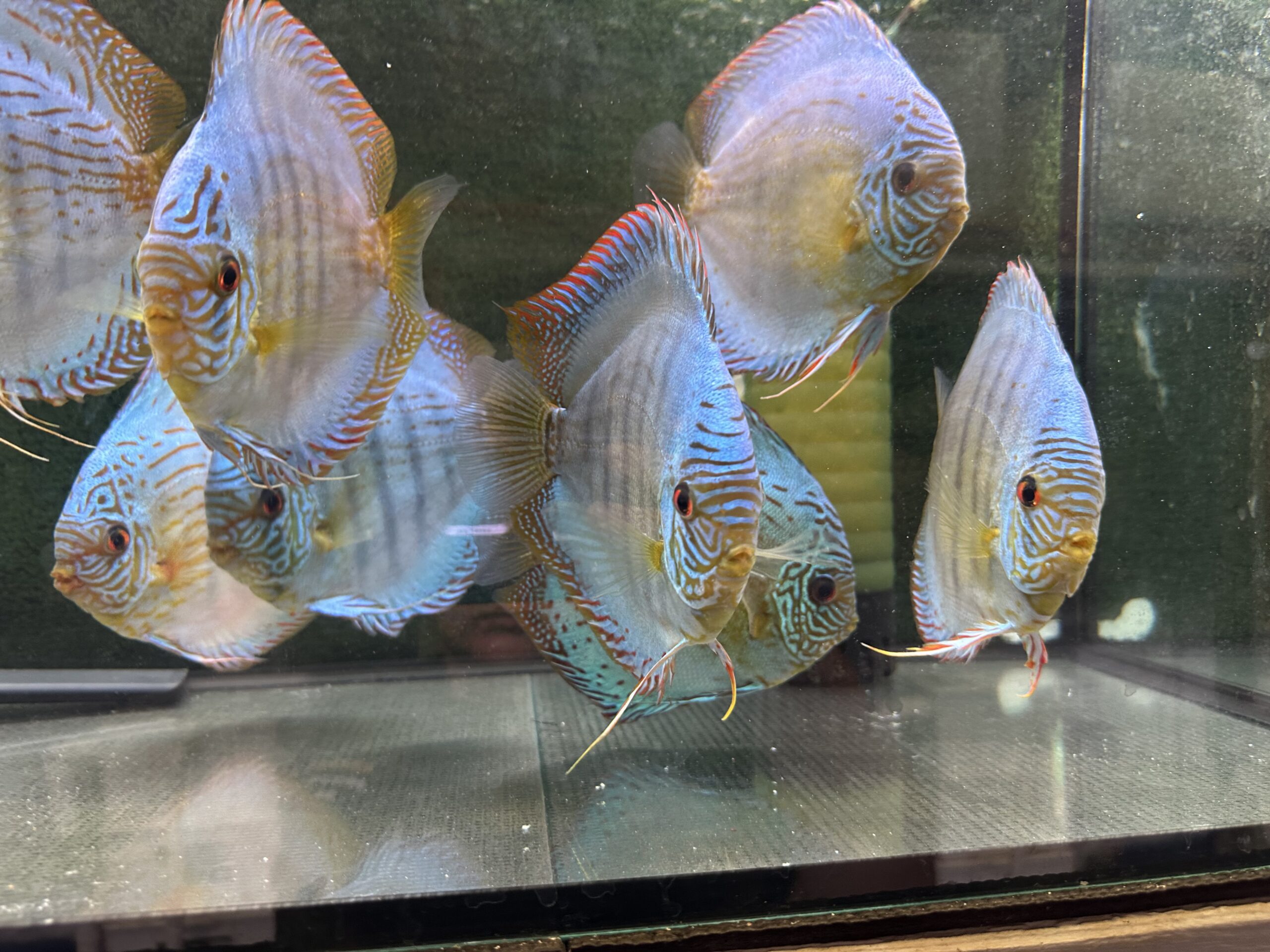 Brilliant Green Turquoise 13/14cm BO - Image 4