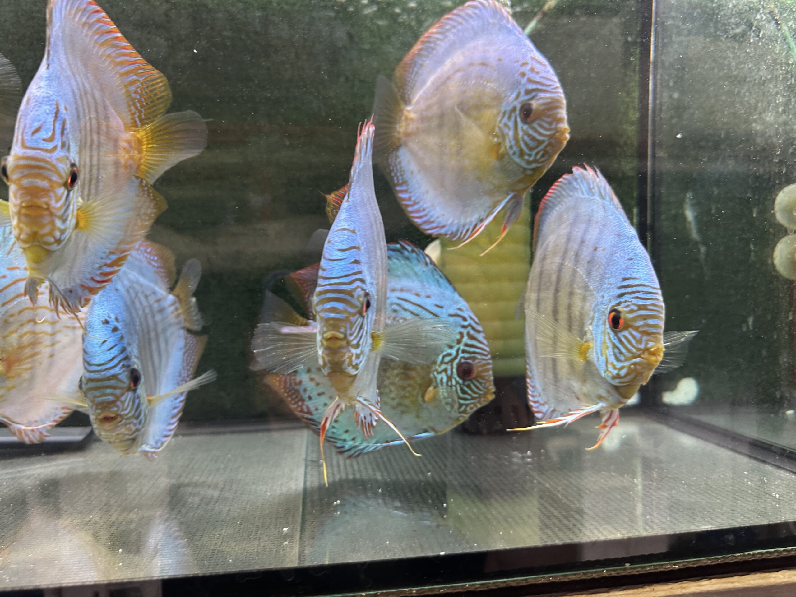 Brilliant Green Turquoise 13/14cm BO - Image 8