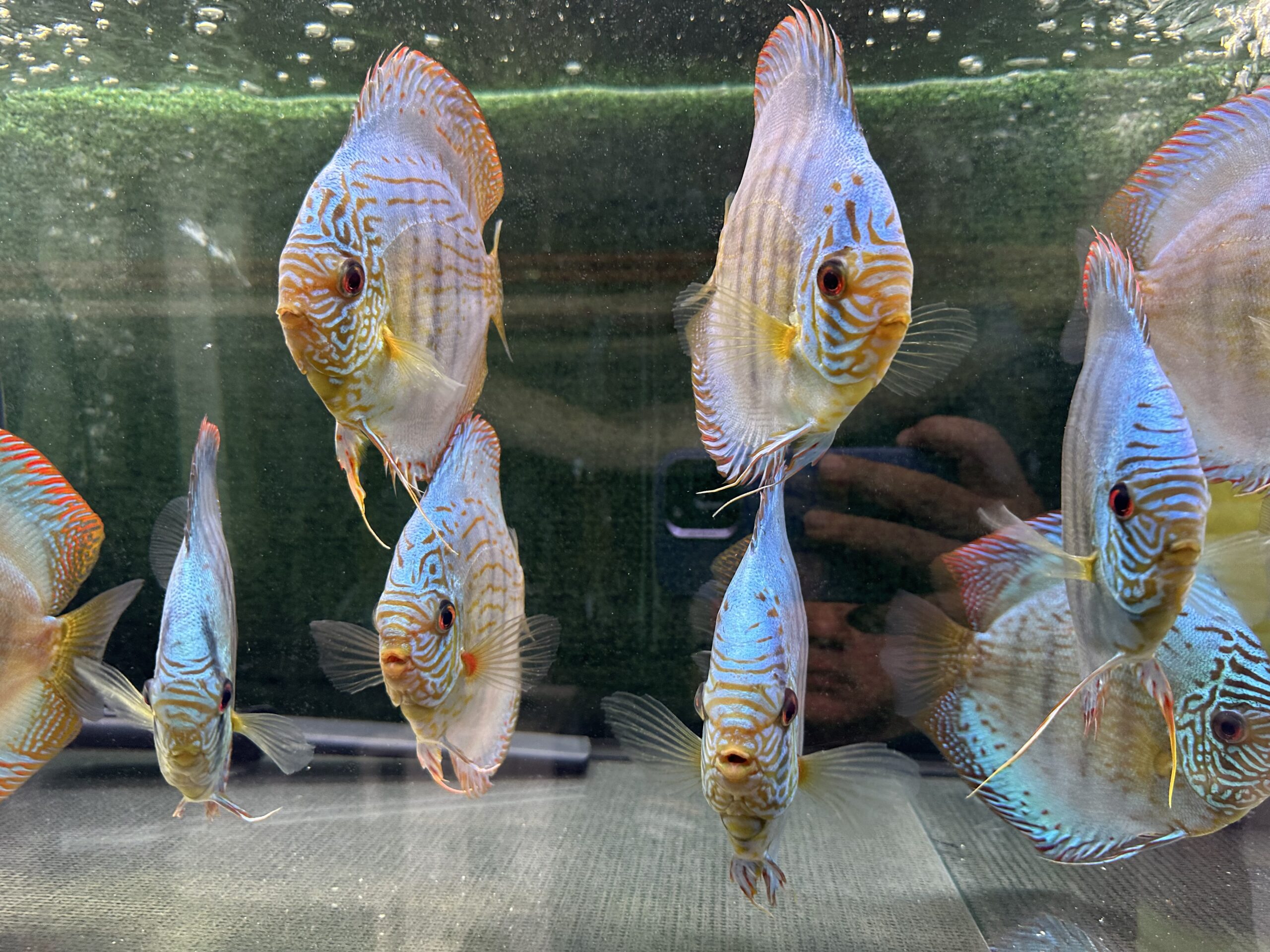 Brilliant Green Turquoise 13/14cm BO - Image 7