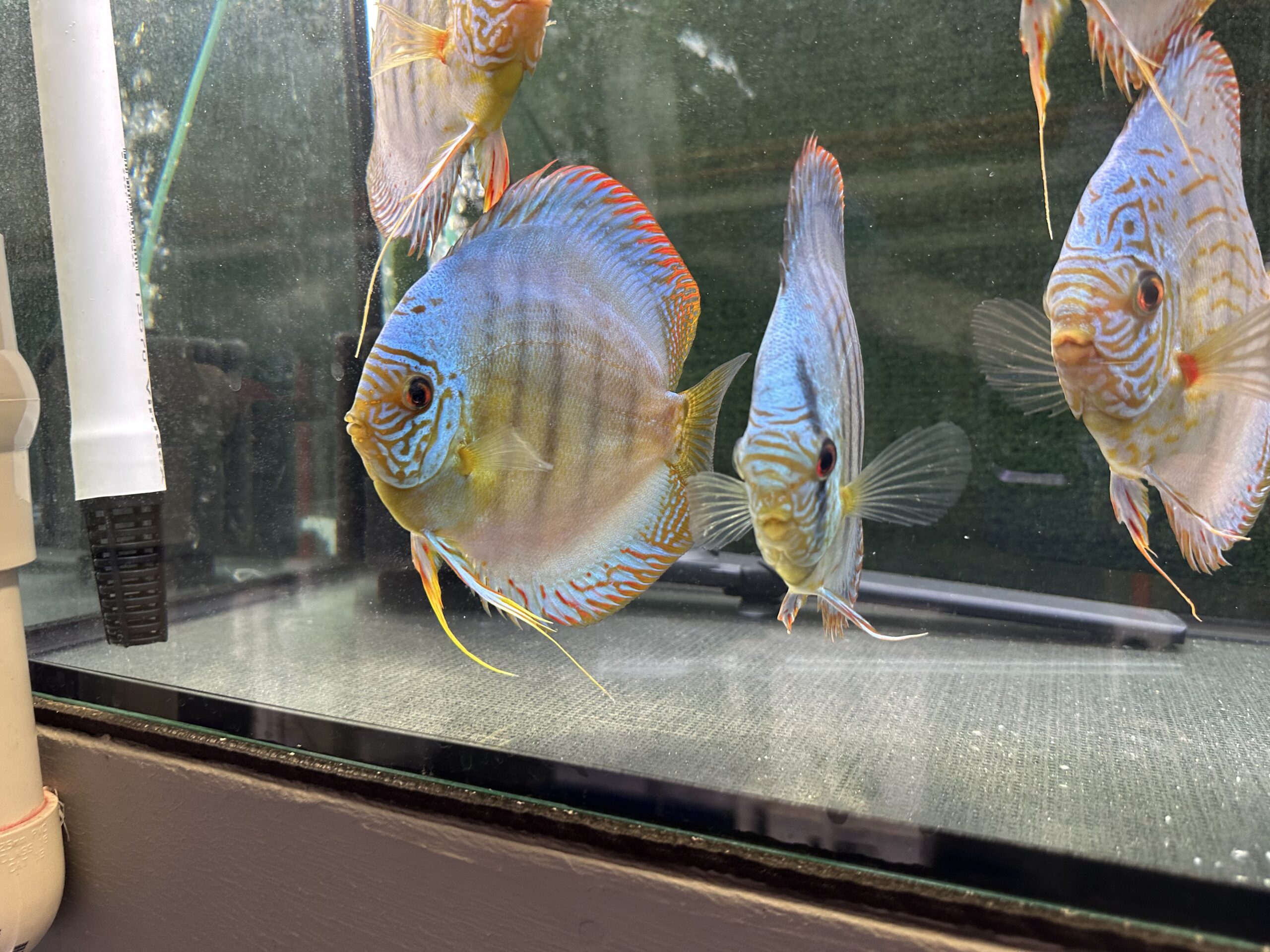 Brilliant Green Turquoise 13/14cm BO - Image 2