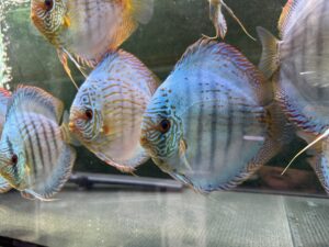 Brilliant Green Turquoise 13/14cm BO