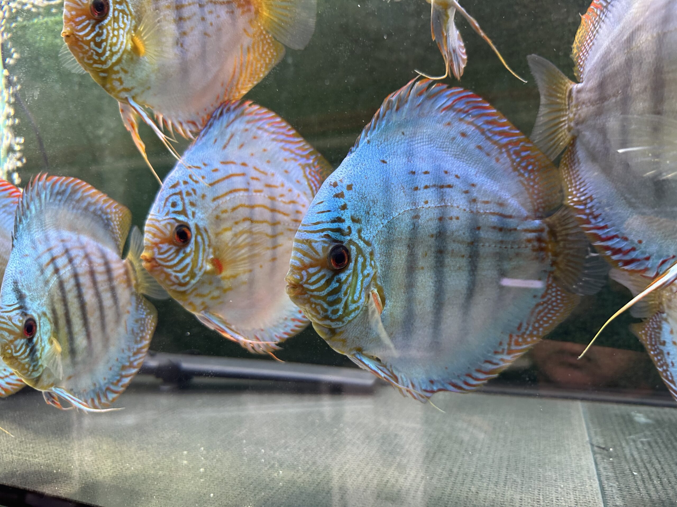 Brilliant Green Turquoise 13/14cm BO