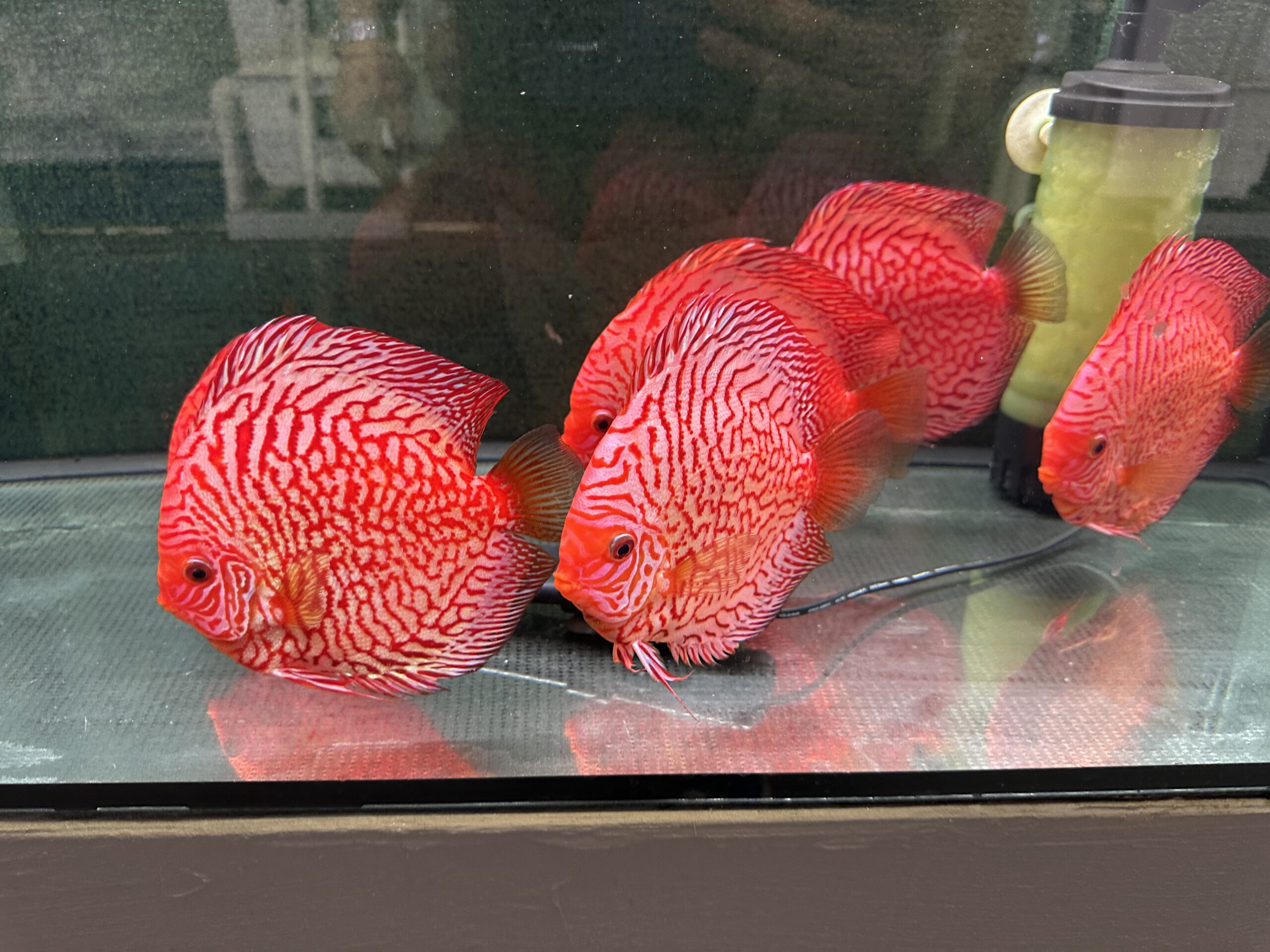 Tiger Pigeon 13/14cm BO - Image 6