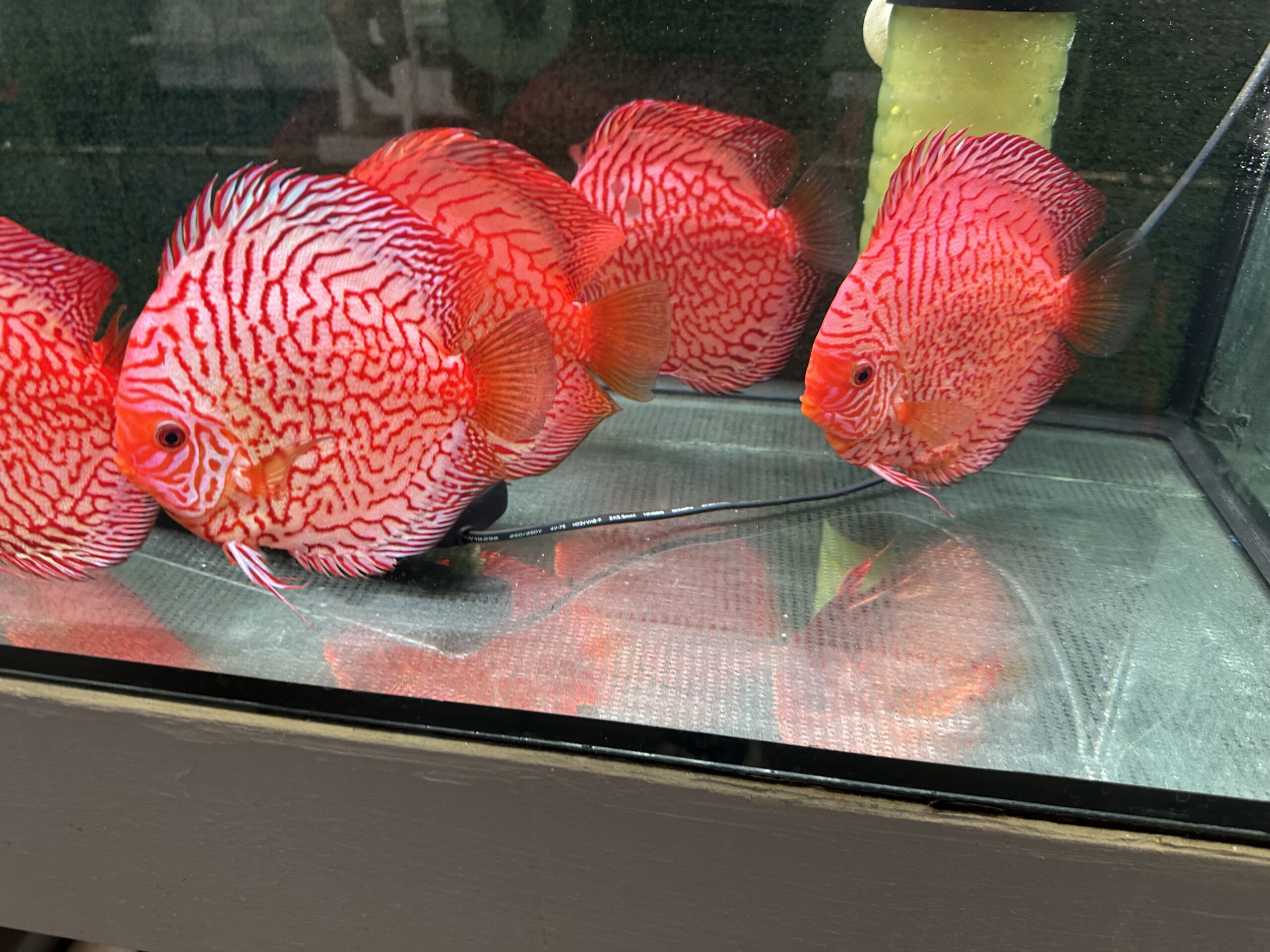 Tiger Pigeon 13/14cm BO - Image 7