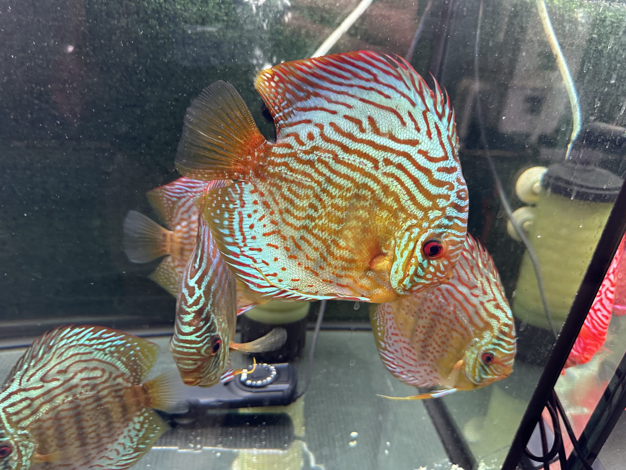 Green Turquoise 13/14cm BO - Image 6