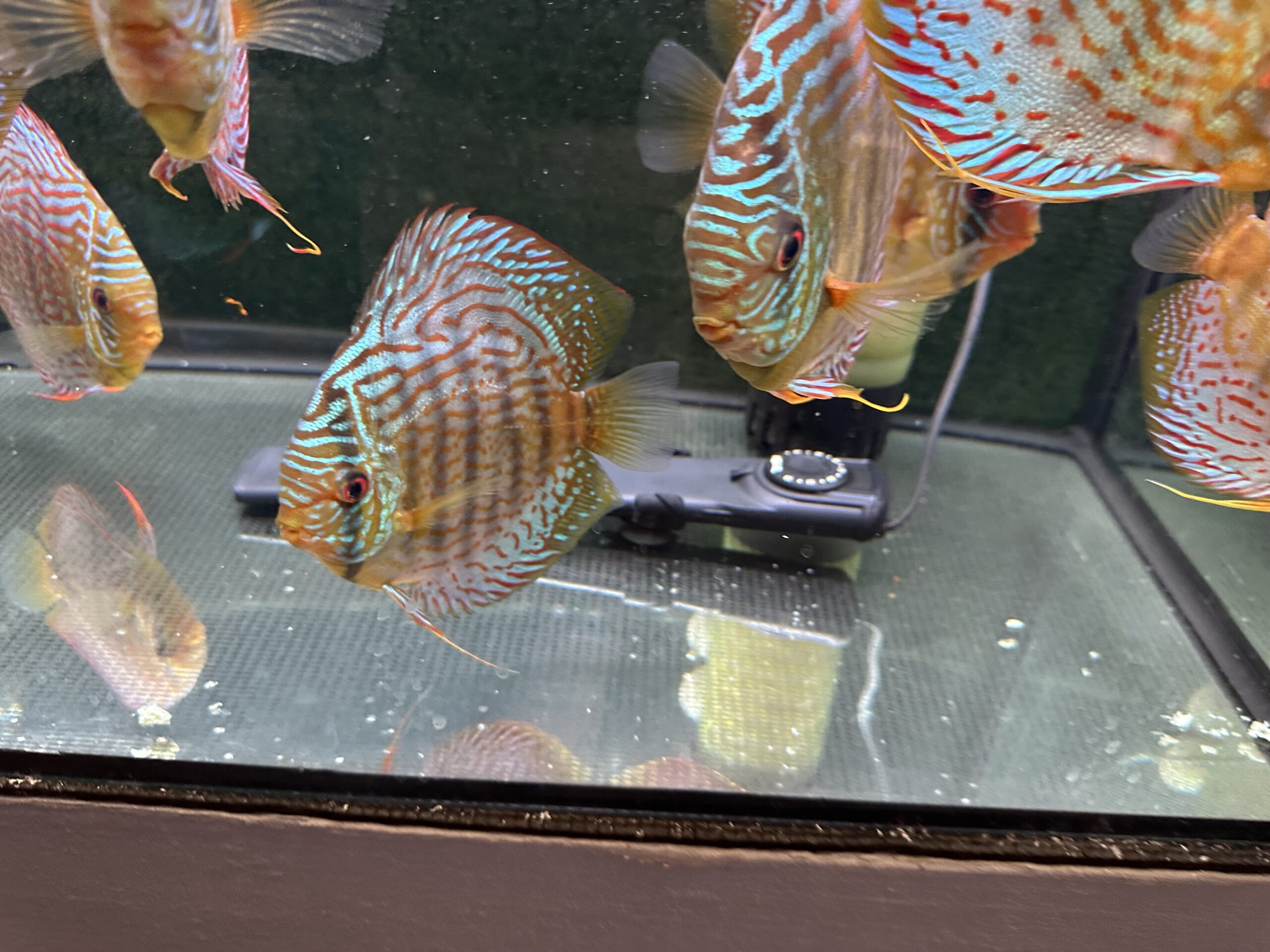 Green Turquoise 13/14cm BO - Image 8