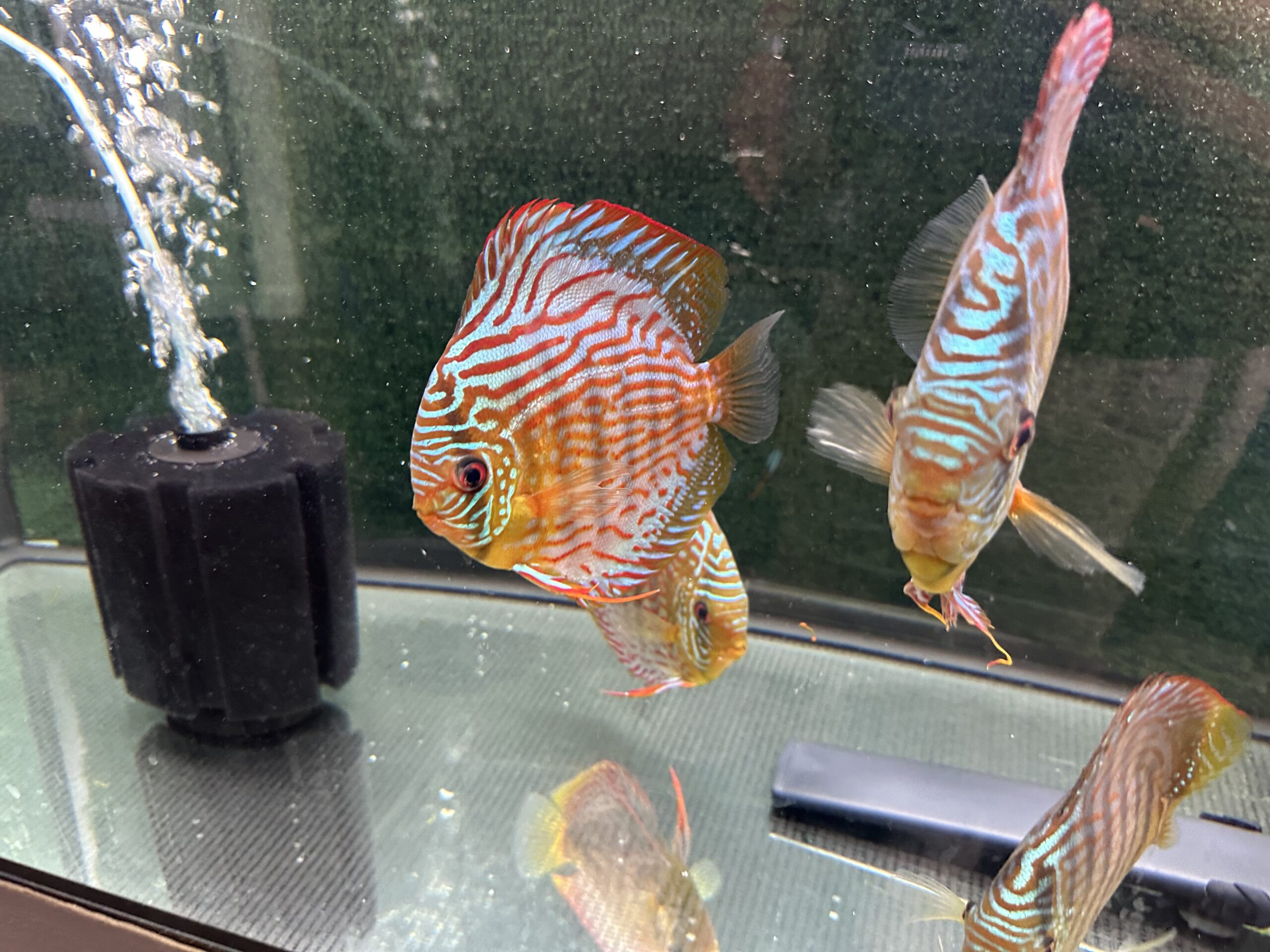 Green Turquoise 13/14cm BO - Image 11