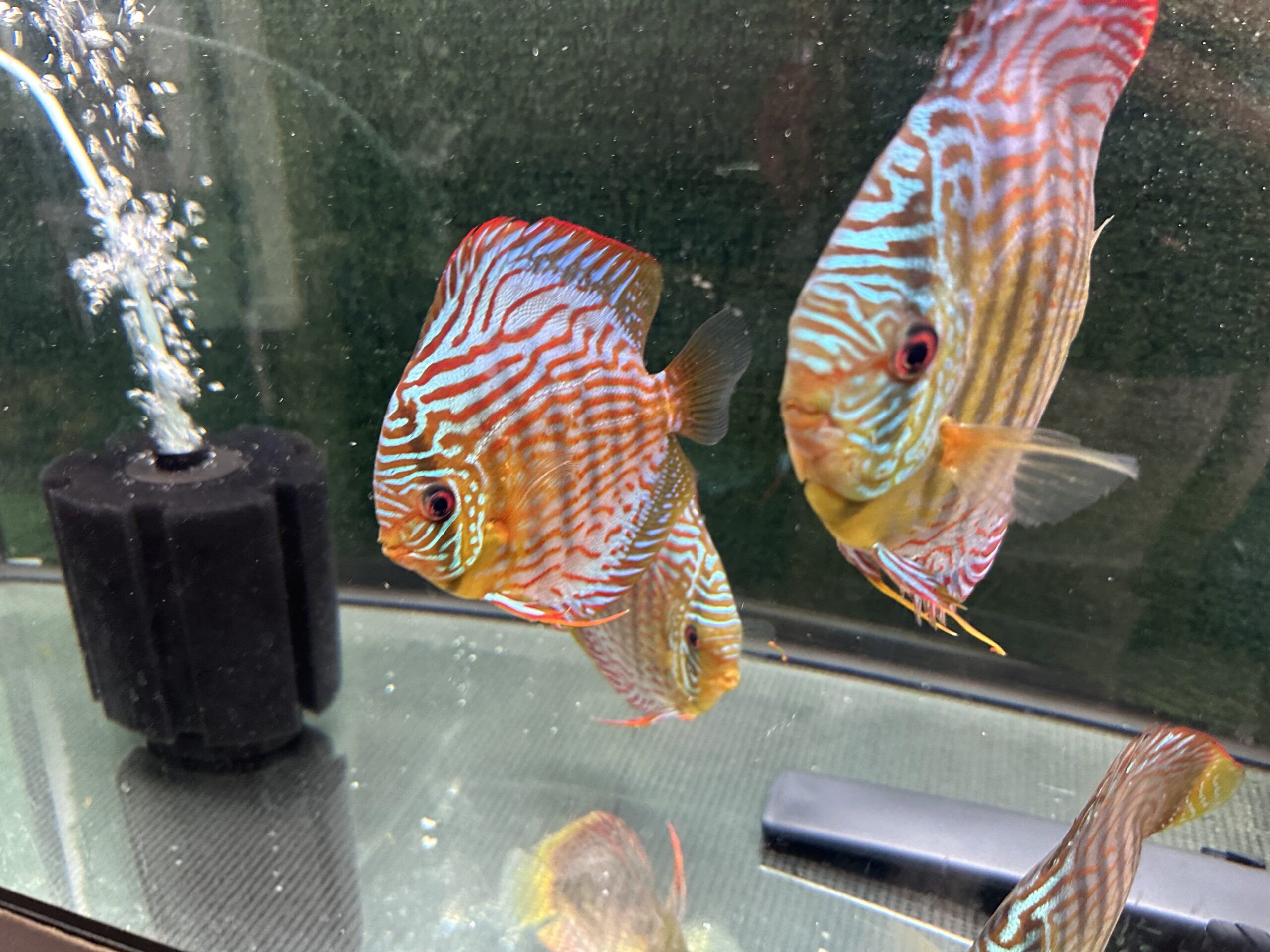 Green Turquoise 13/14cm BO - Image 7