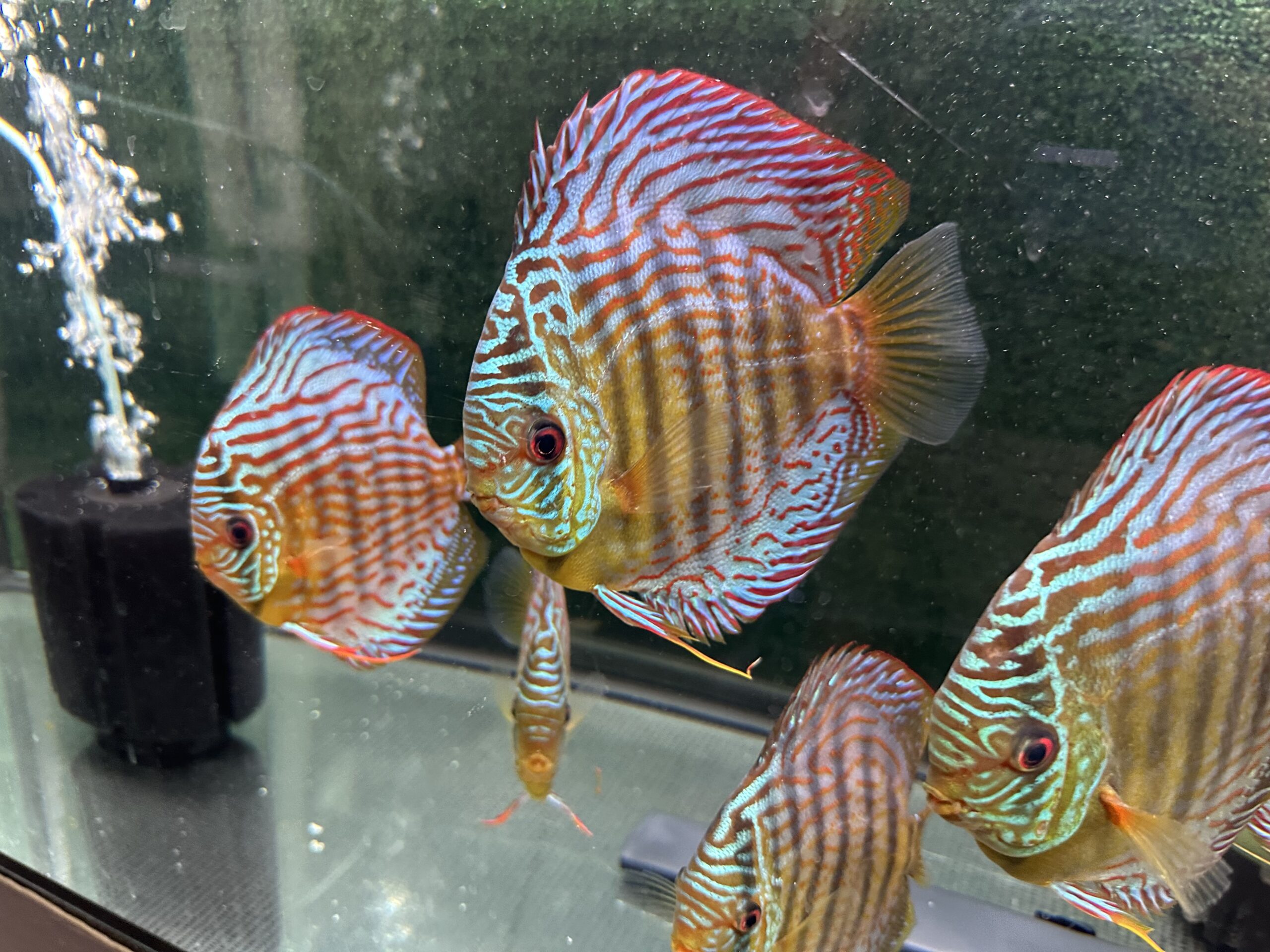 Green Turquoise 13/14cm BO - Image 9