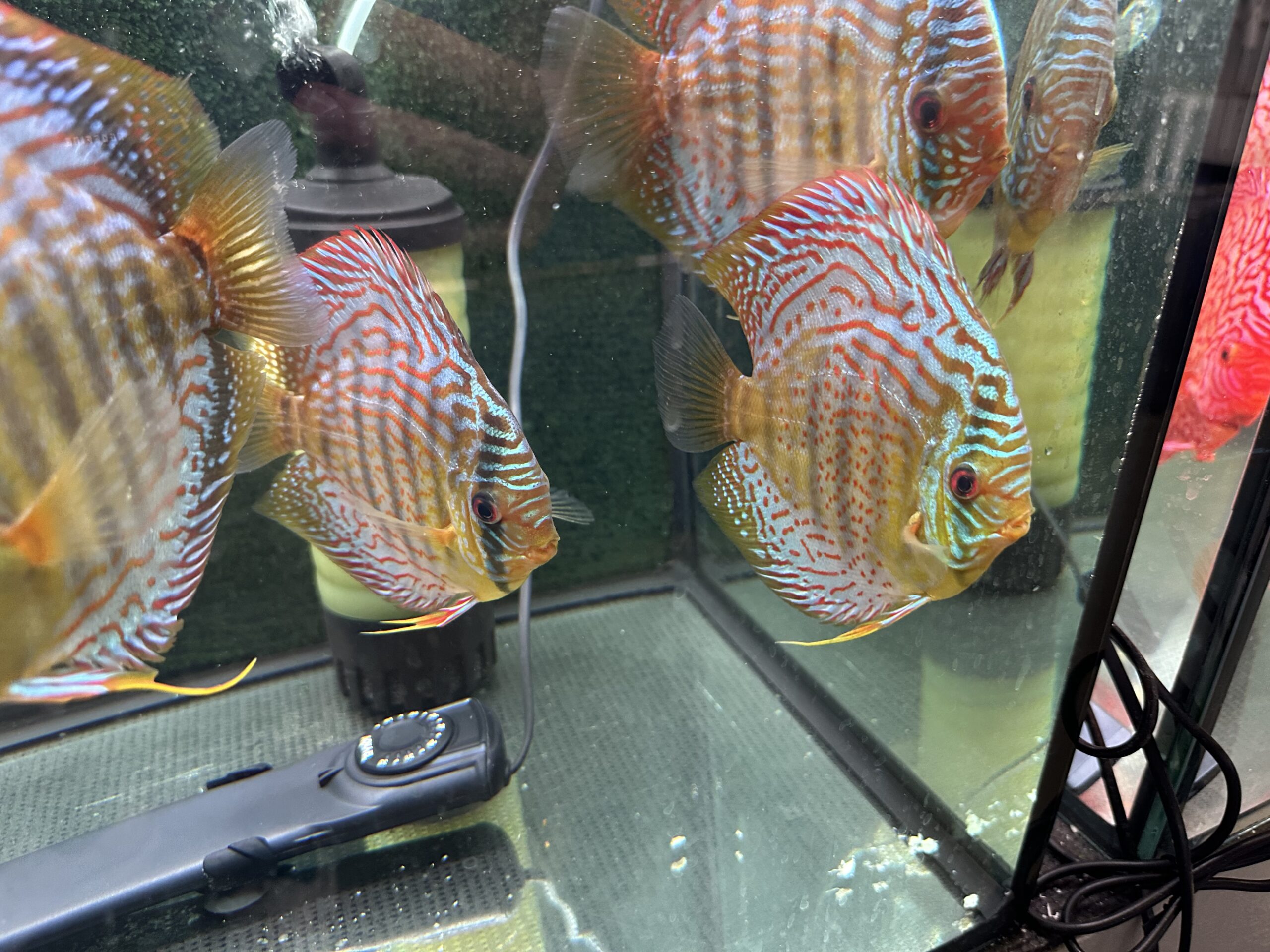 Green Turquoise 13/14cm BO - Image 10