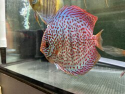 Red Spotted Green Crossed 13/14cm BO