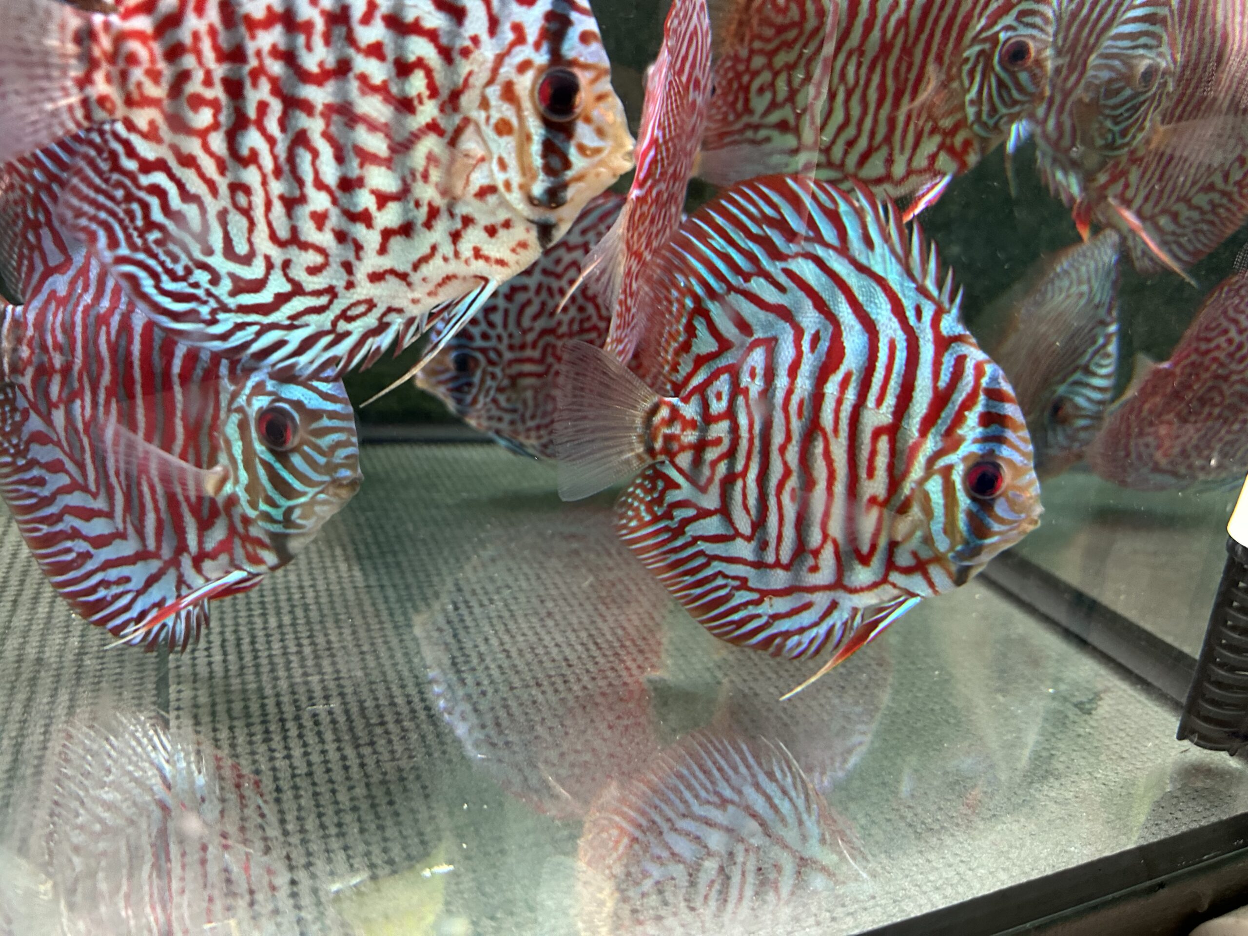 Red Tiger 8/9cm BO - Image 5