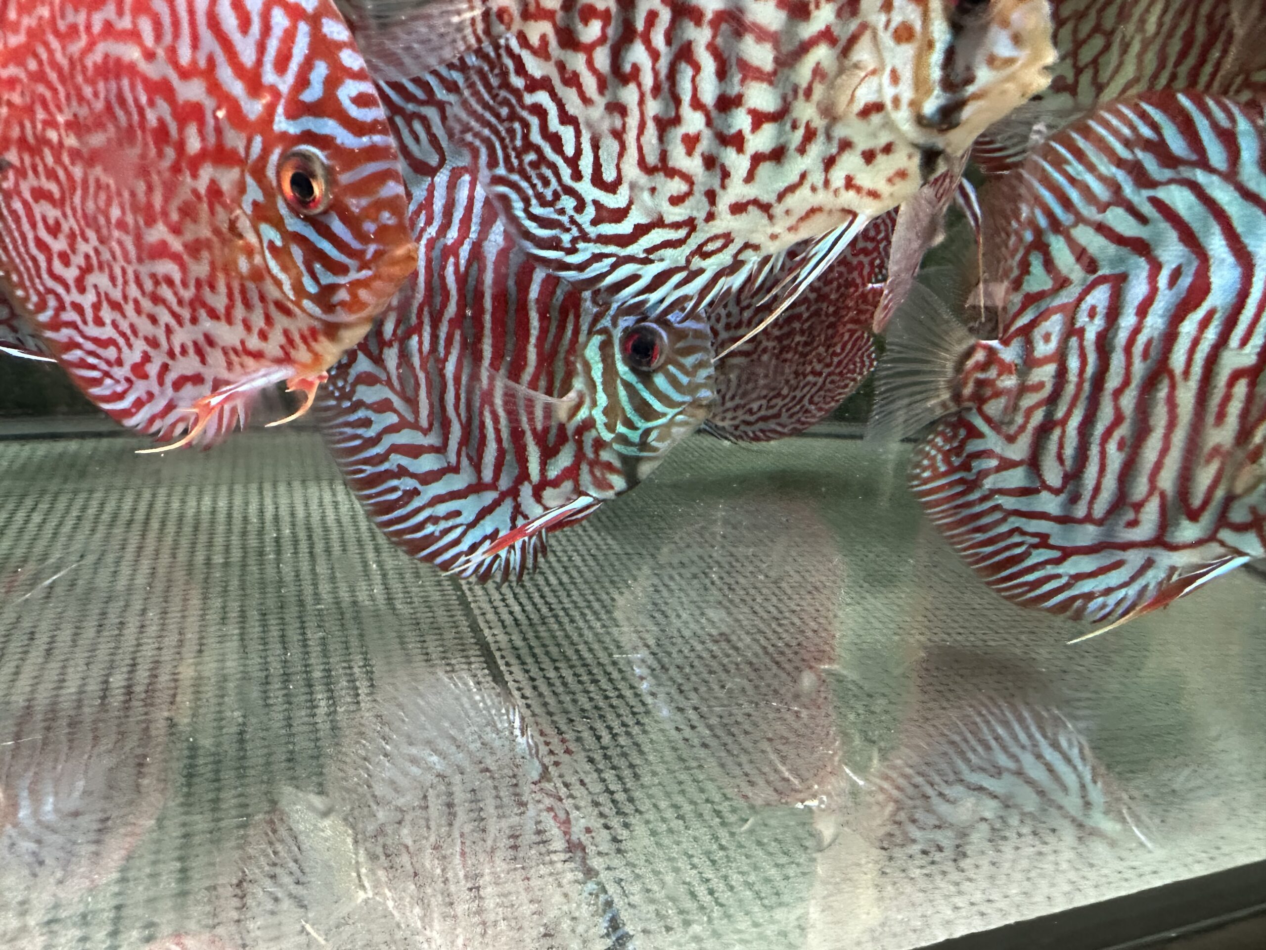 Red Tiger 8/9cm BO - Image 6