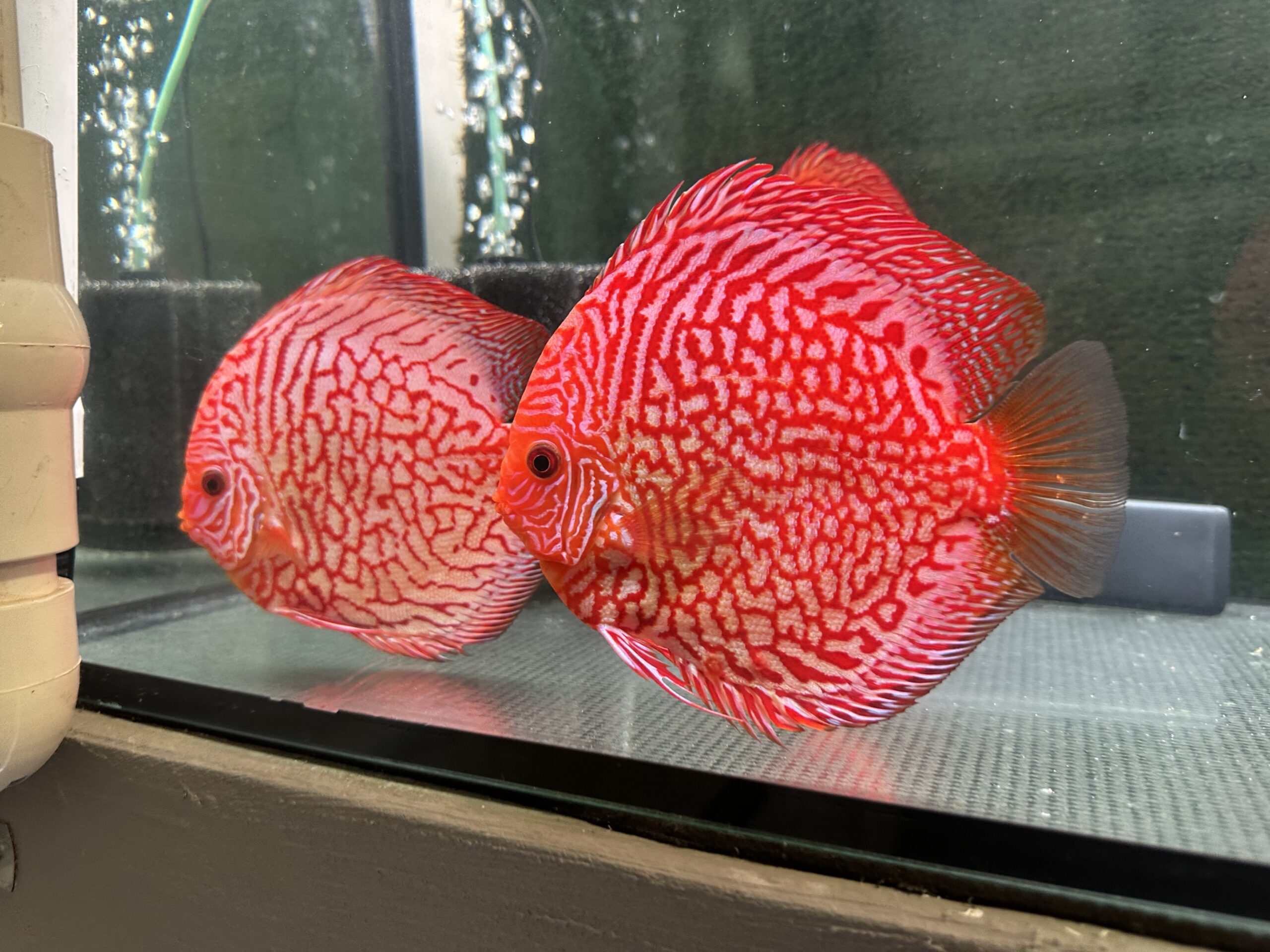 Tiger Pigeon 13/14cm BO - Image 4