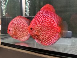 Tiger Pigeon 13/14cm BO