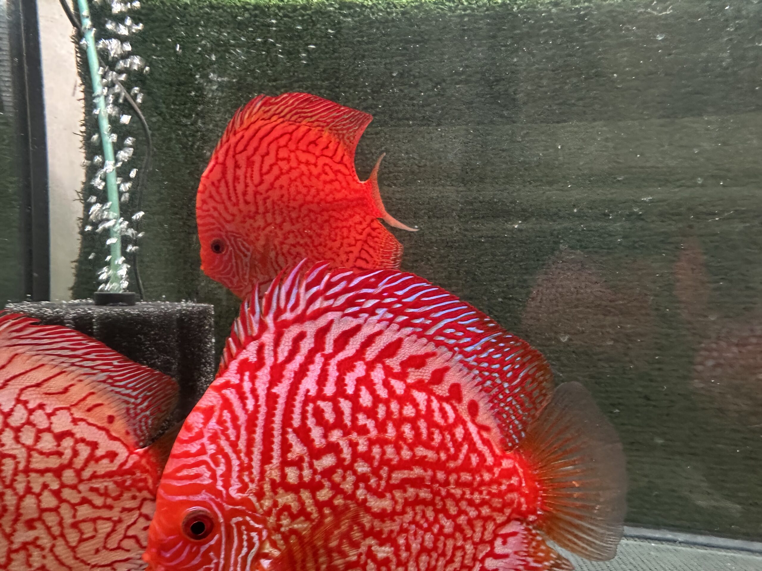 Tiger Pigeon 13/14cm BO - Image 3