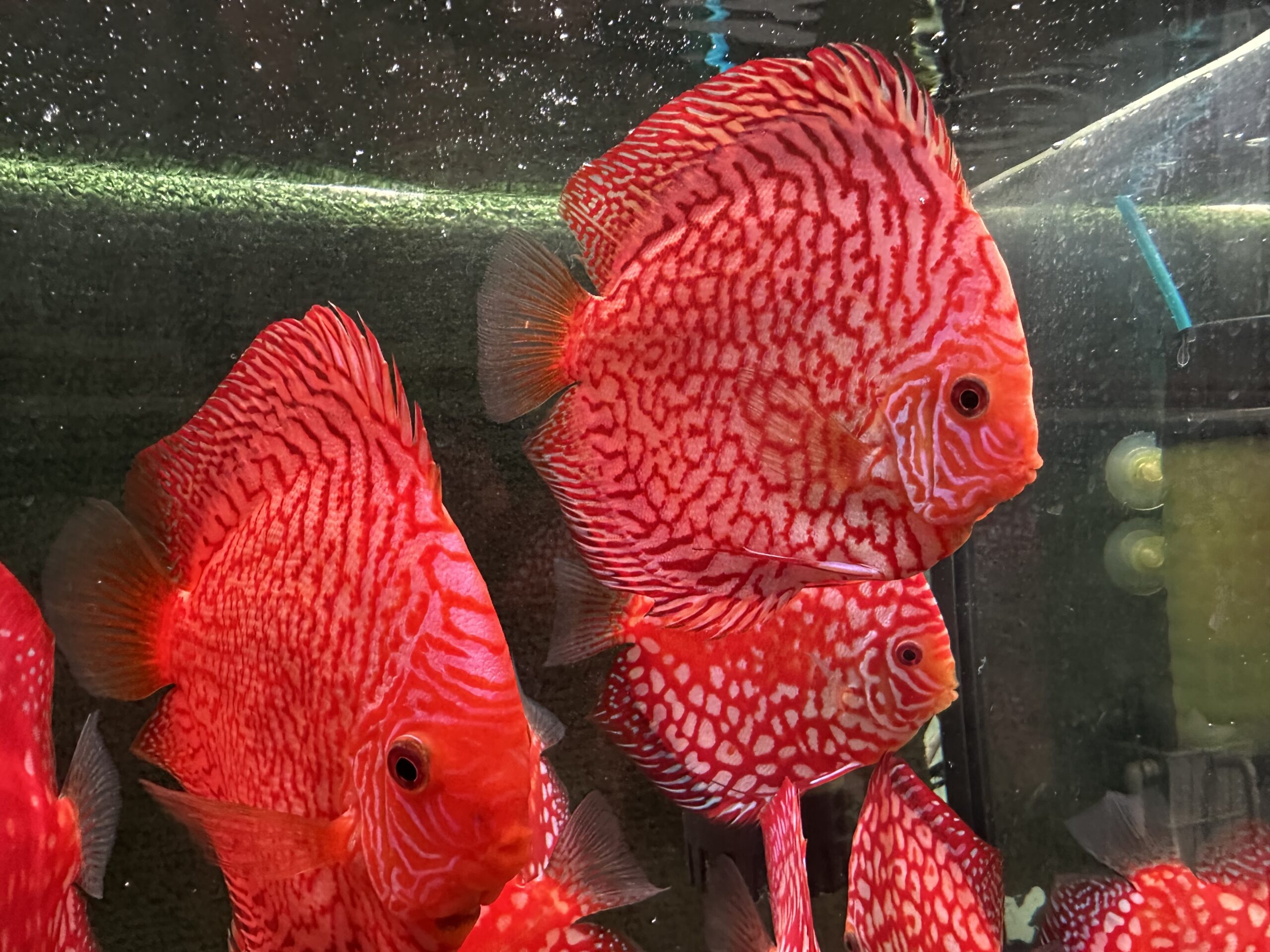 Tiger Pigeon 13/14cm BO - Image 5