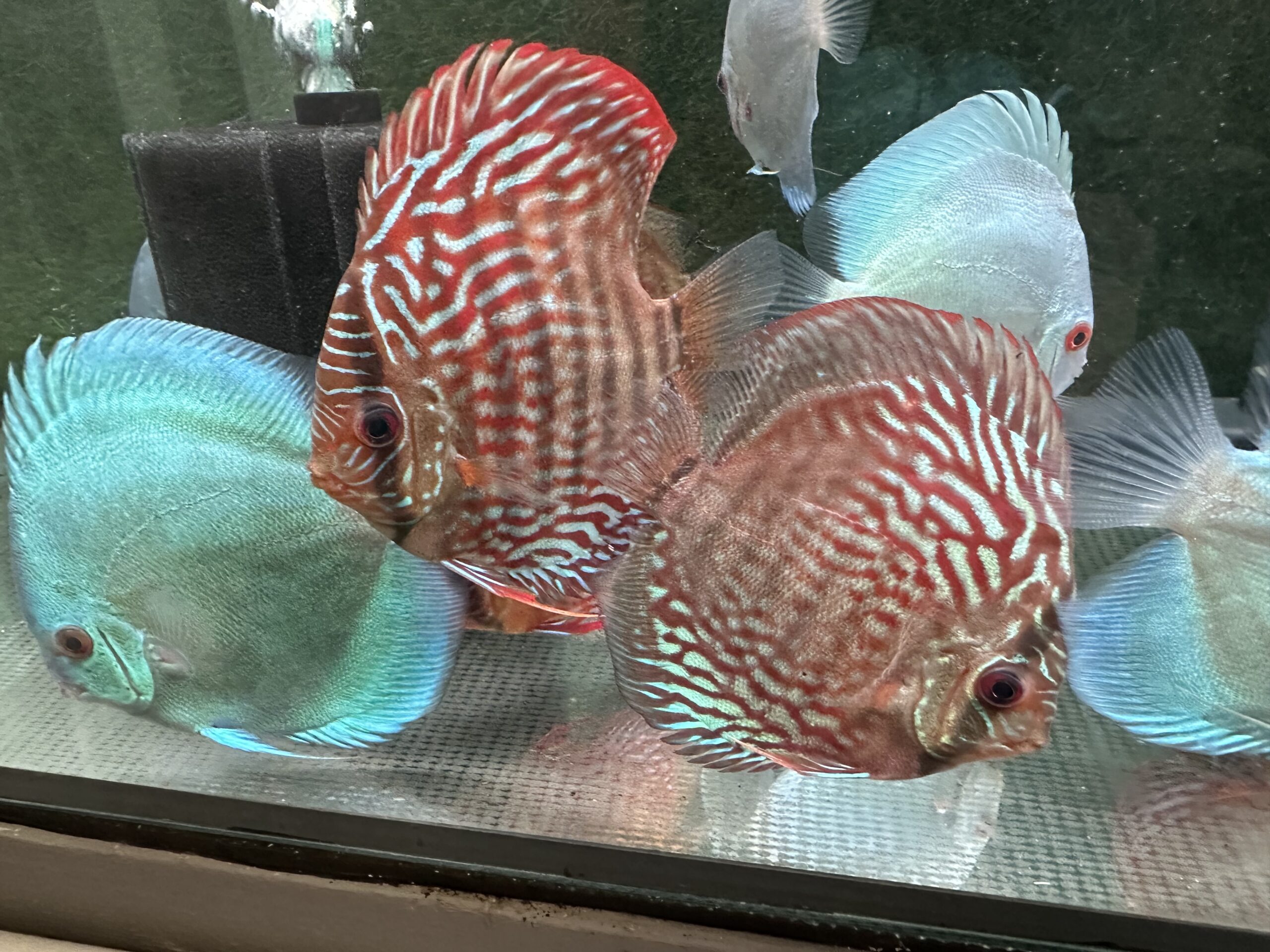 German Red Turquoise 8/9cm BO - Image 4